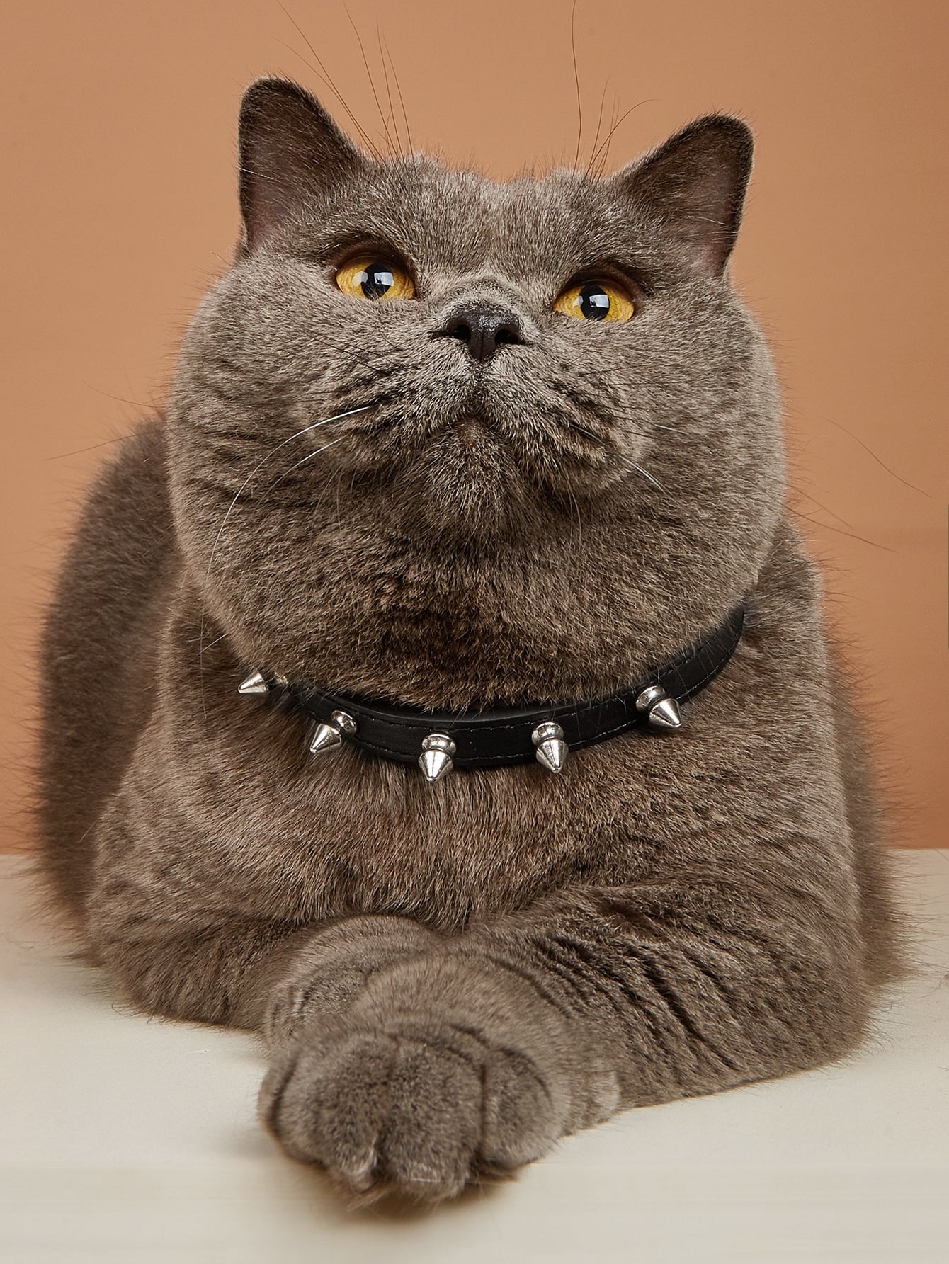 Black polyurethane pet collar with rivet decor and animal pattern styling for cats and dogs