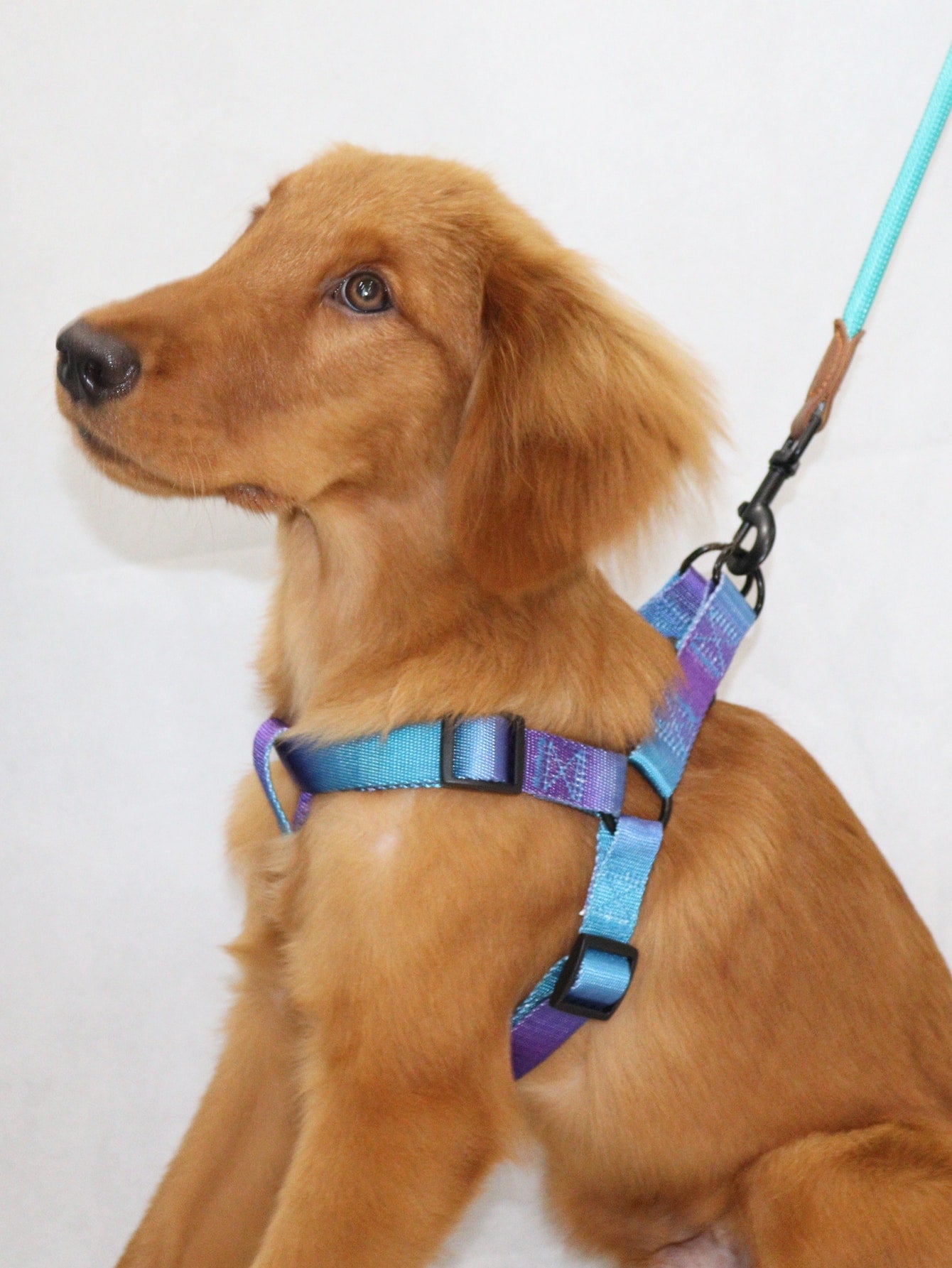 Supet multicolor colorblock pet vest harness with leash, adjustable chest and back walking set for cats and small to medium dogs
