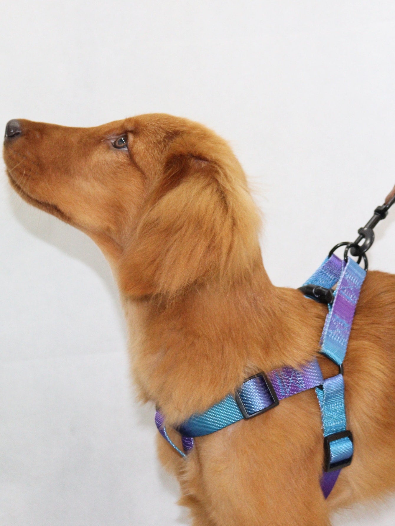 Supet multicolor colorblock pet vest harness with leash, adjustable chest and back walking set for cats and small to medium dogs