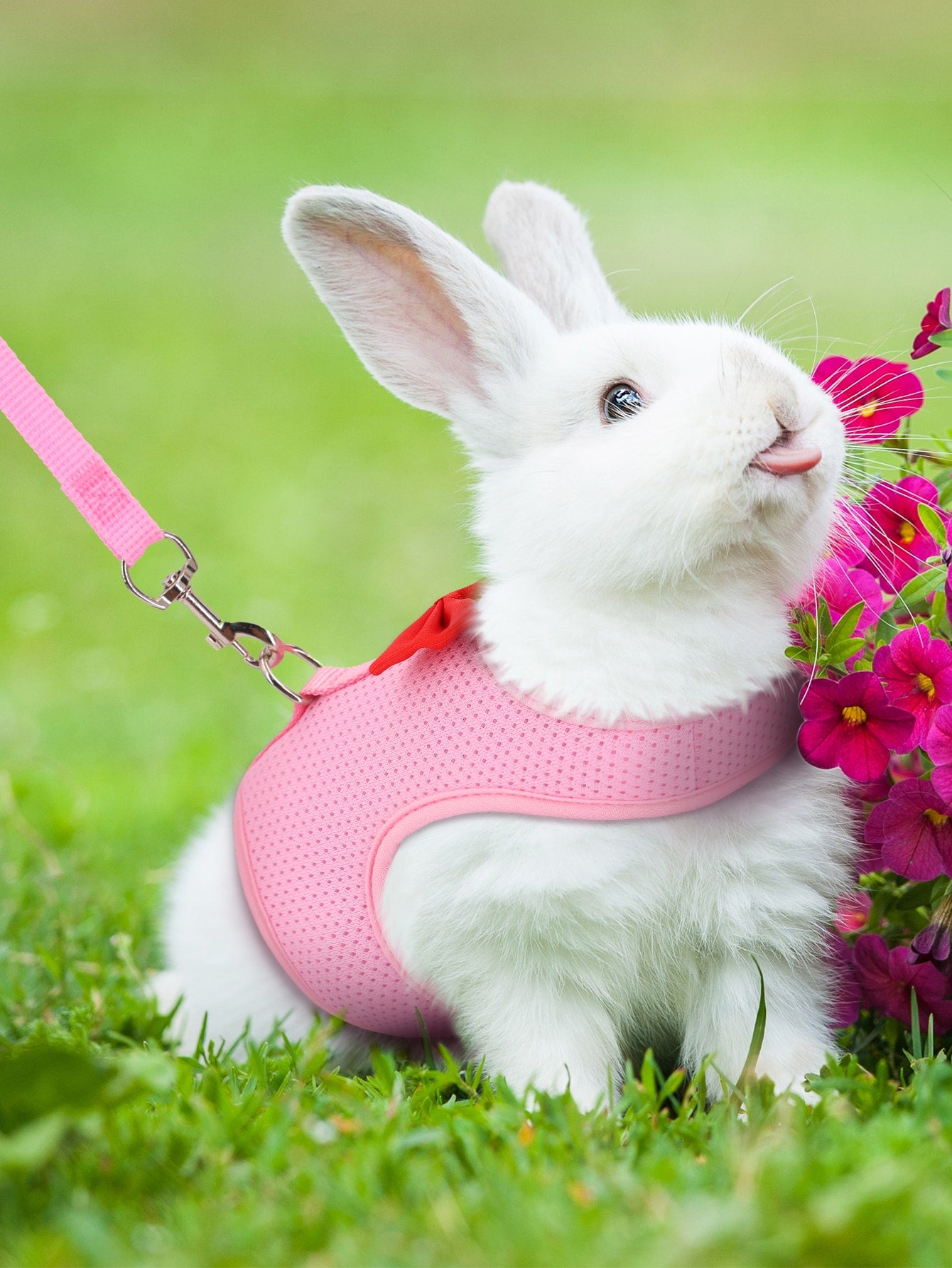 Supet breathable polyester rabbit harness and leash set for small animals in black, designed for supervised outdoor walking and handling.