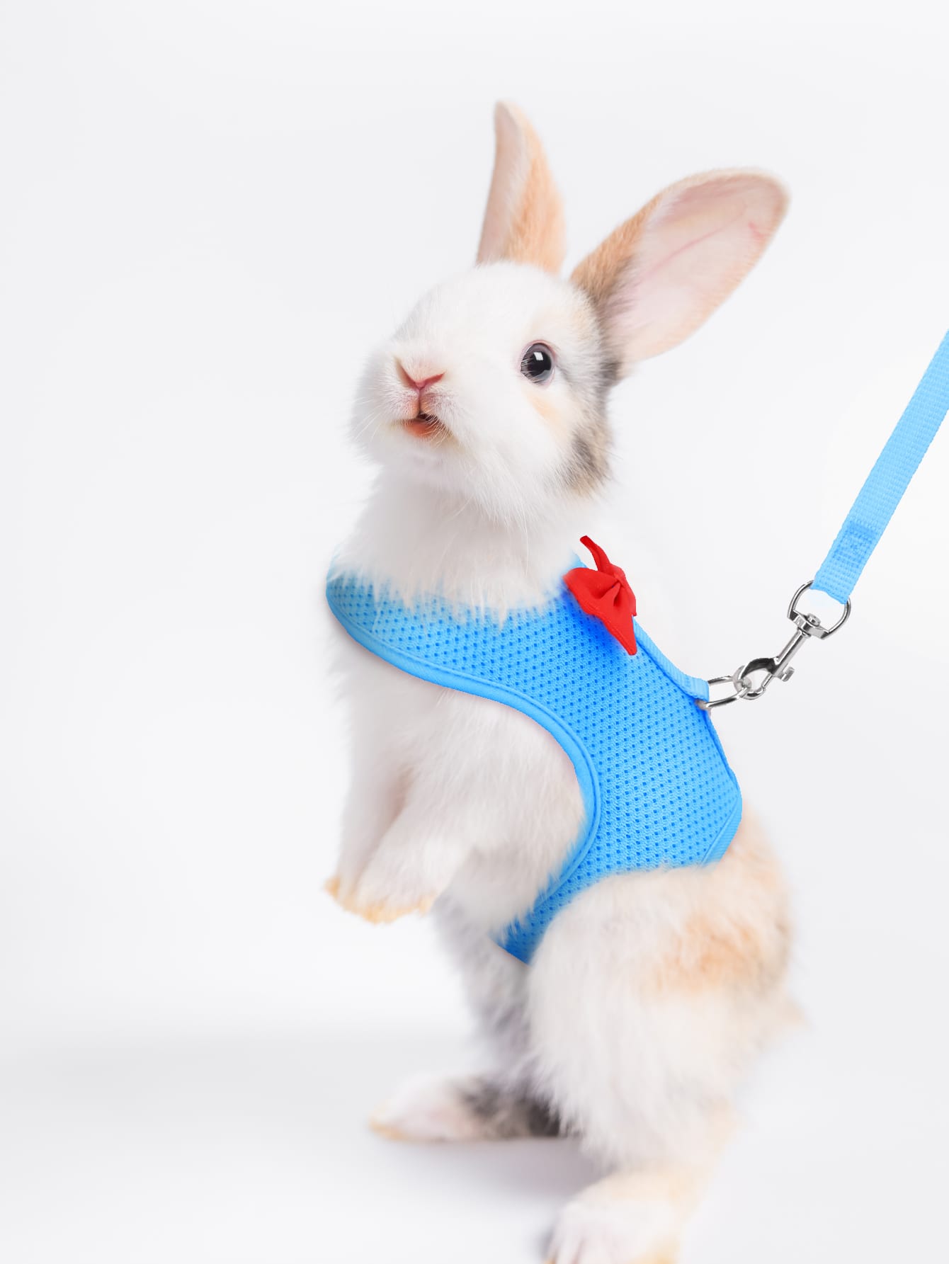 Supet breathable polyester rabbit harness and leash set for small animals in black, designed for supervised outdoor walking and handling.