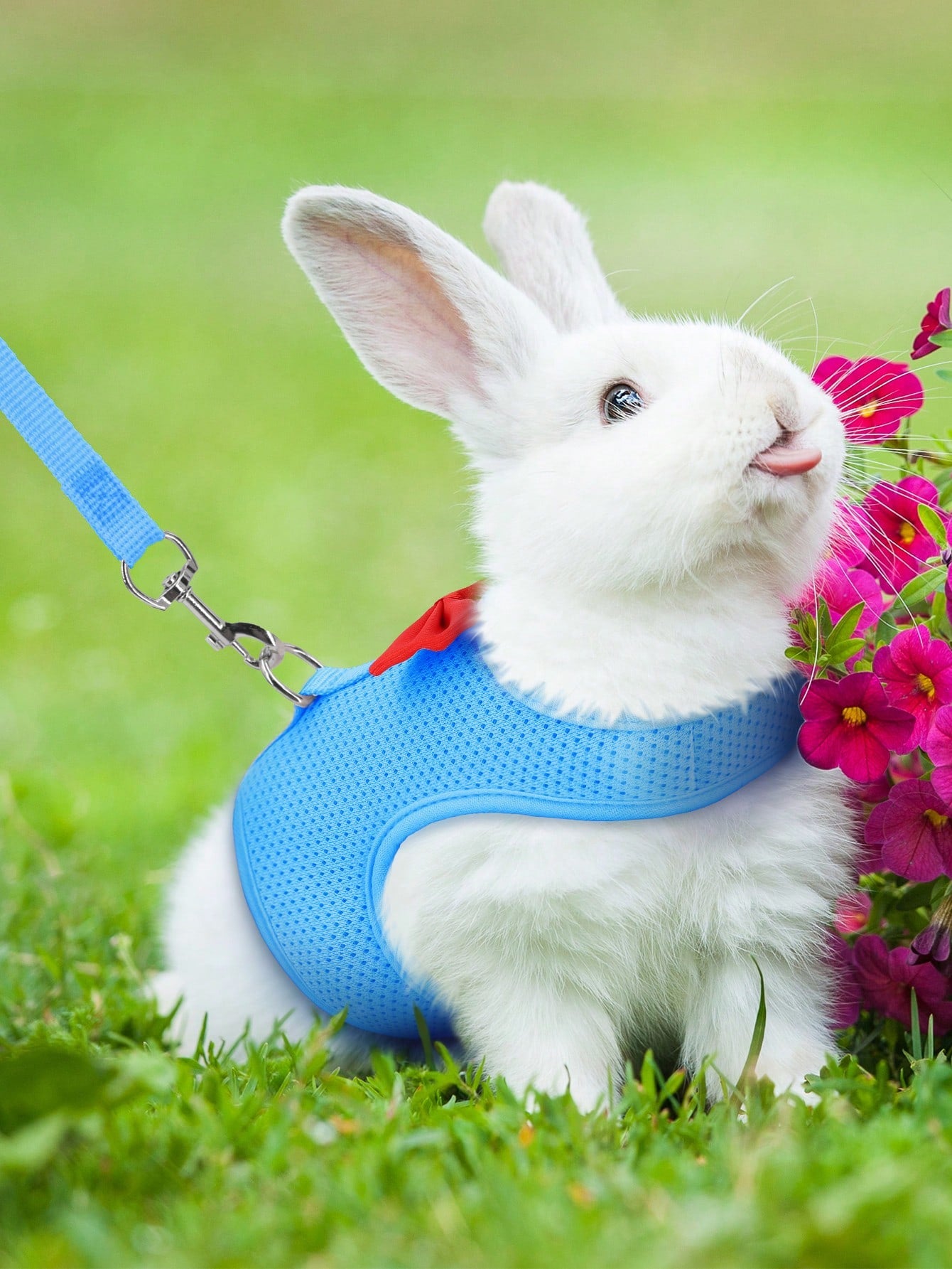 Supet breathable polyester rabbit harness and leash set for small animals in black, designed for supervised outdoor walking and handling.