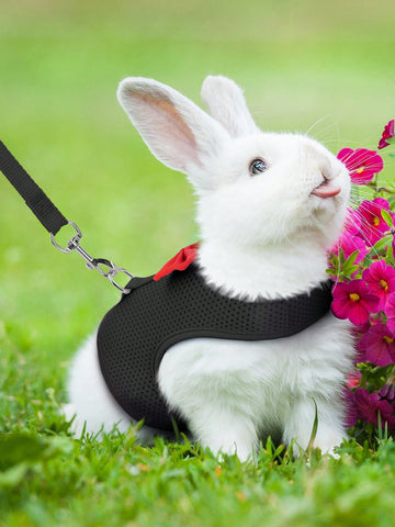 Supet breathable polyester rabbit harness and leash set for small animals in black, designed for supervised outdoor walking and handling.