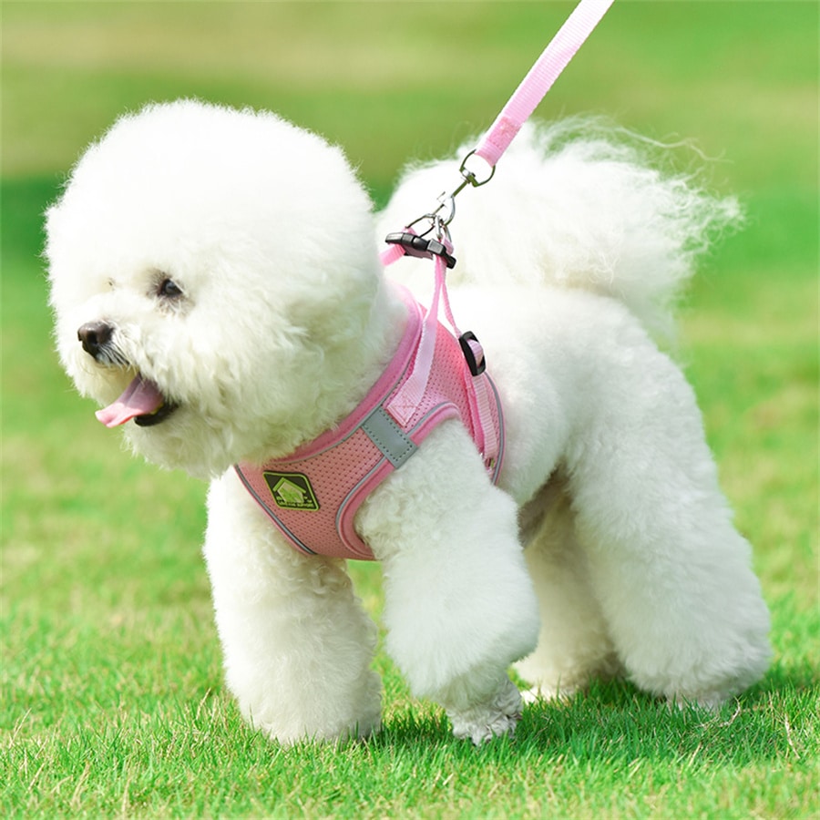 Adjustable vest-style pet harness and leash set for small and medium dogs and cats, made with breathable mesh and reflective stripes for no-pull walking.