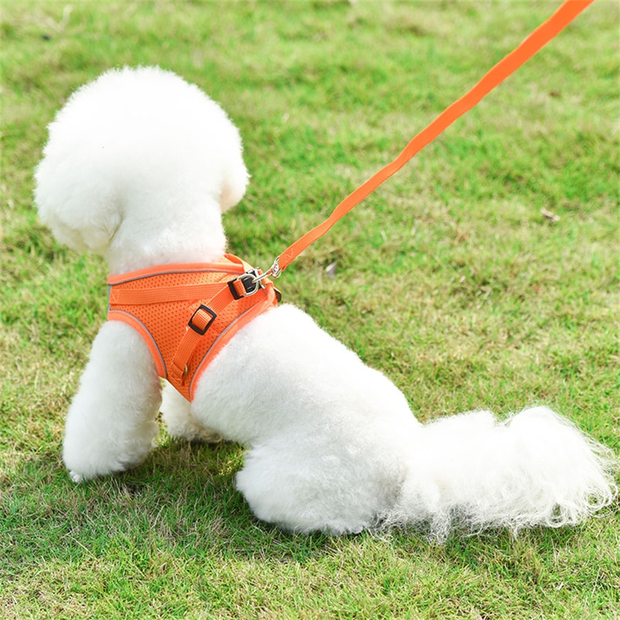 Adjustable vest-style pet harness and leash set for small and medium dogs and cats, made with breathable mesh and reflective stripes for no-pull walking.