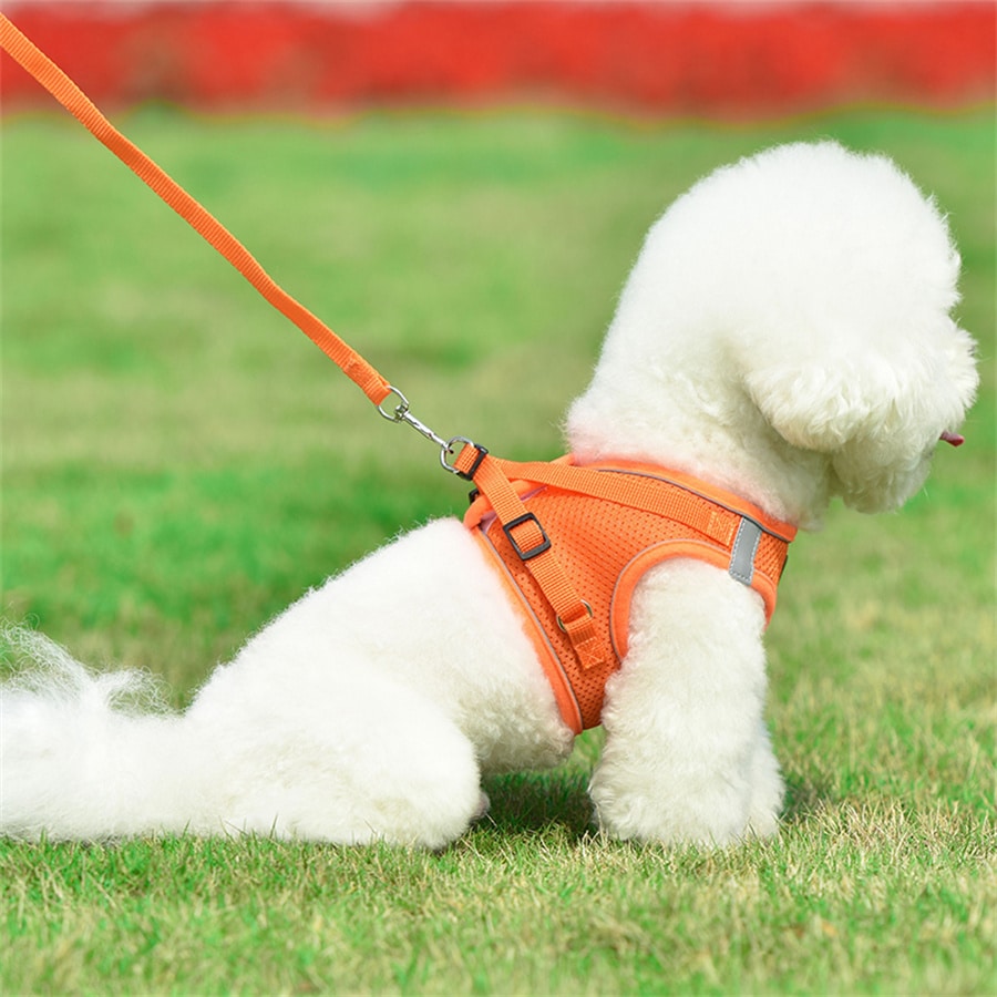 Adjustable vest-style pet harness and leash set for small and medium dogs and cats, made with breathable mesh and reflective stripes for no-pull walking.