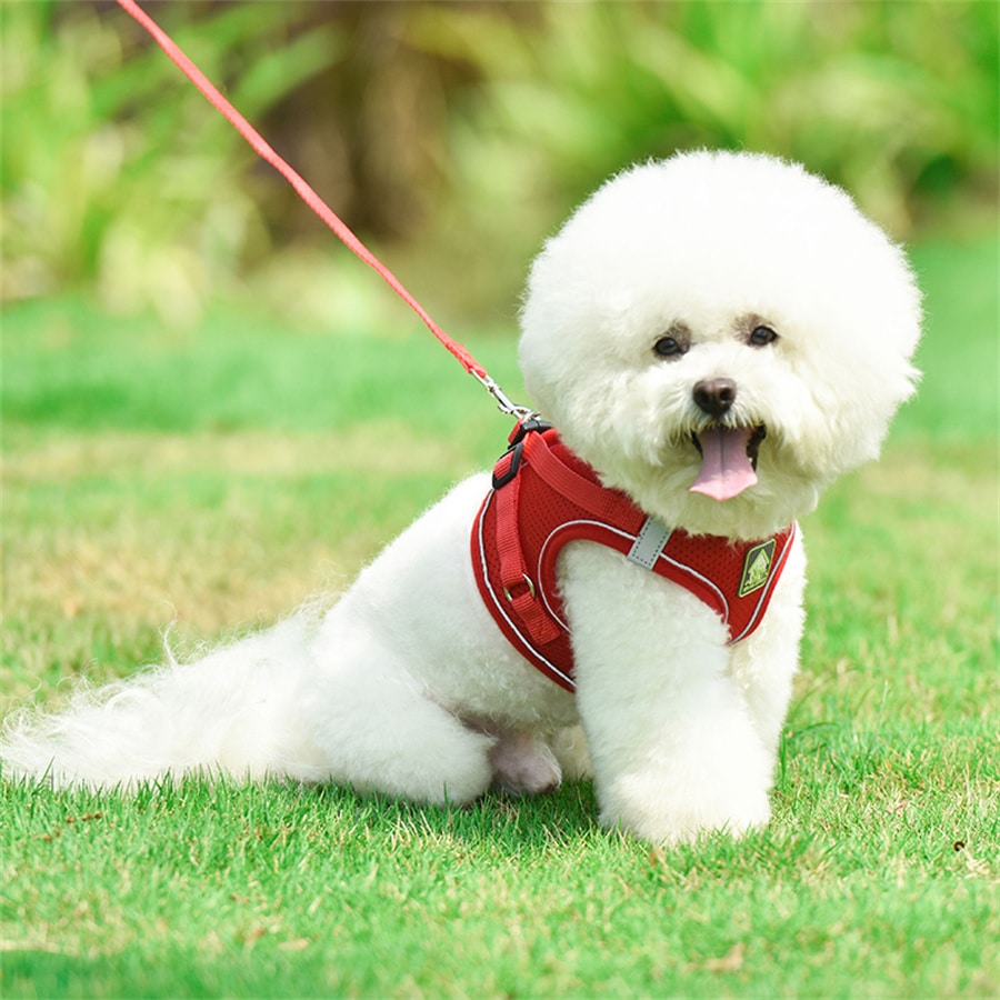 Adjustable vest-style pet harness and leash set for small and medium dogs and cats, made with breathable mesh and reflective stripes for no-pull walking.