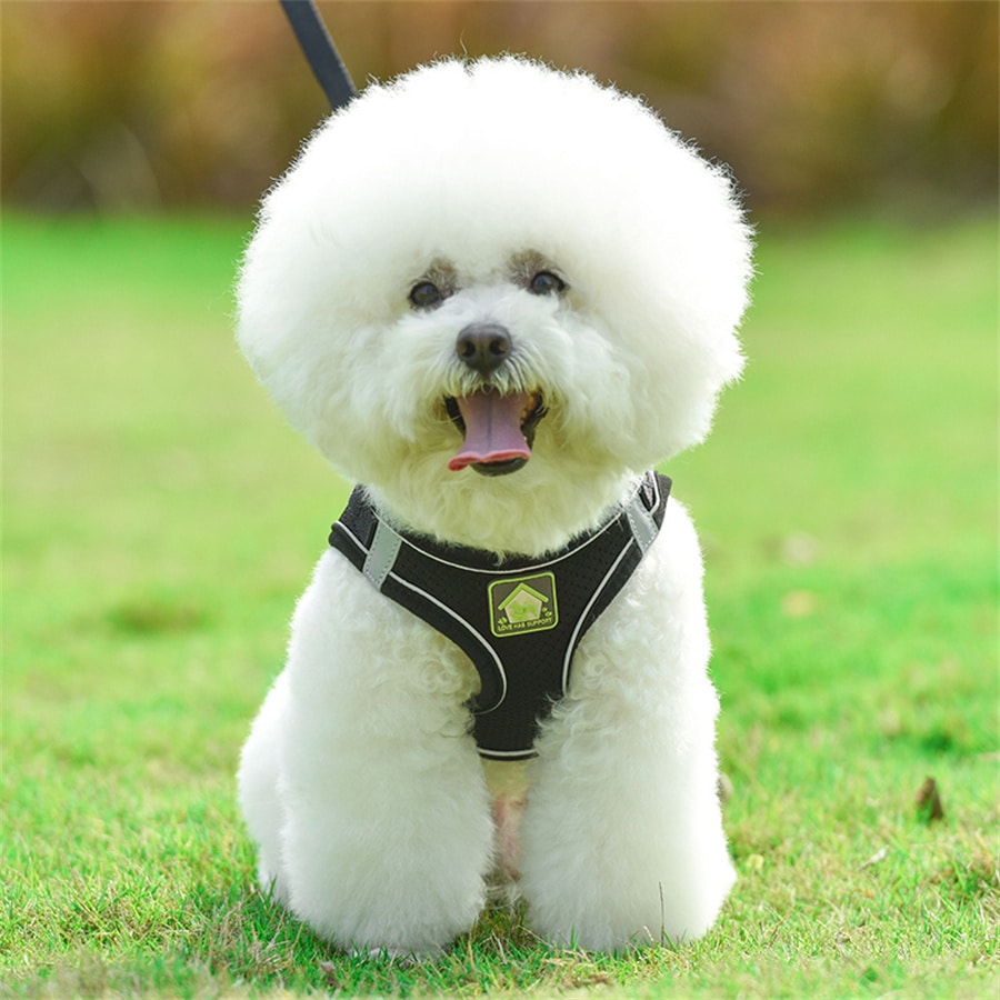 Adjustable vest-style pet harness and leash set for small and medium dogs and cats, made with breathable mesh and reflective stripes for no-pull walking.