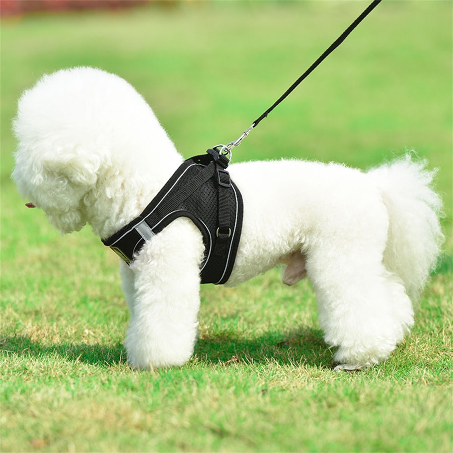 Adjustable vest-style pet harness and leash set for small and medium dogs and cats, made with breathable mesh and reflective stripes for no-pull walking.