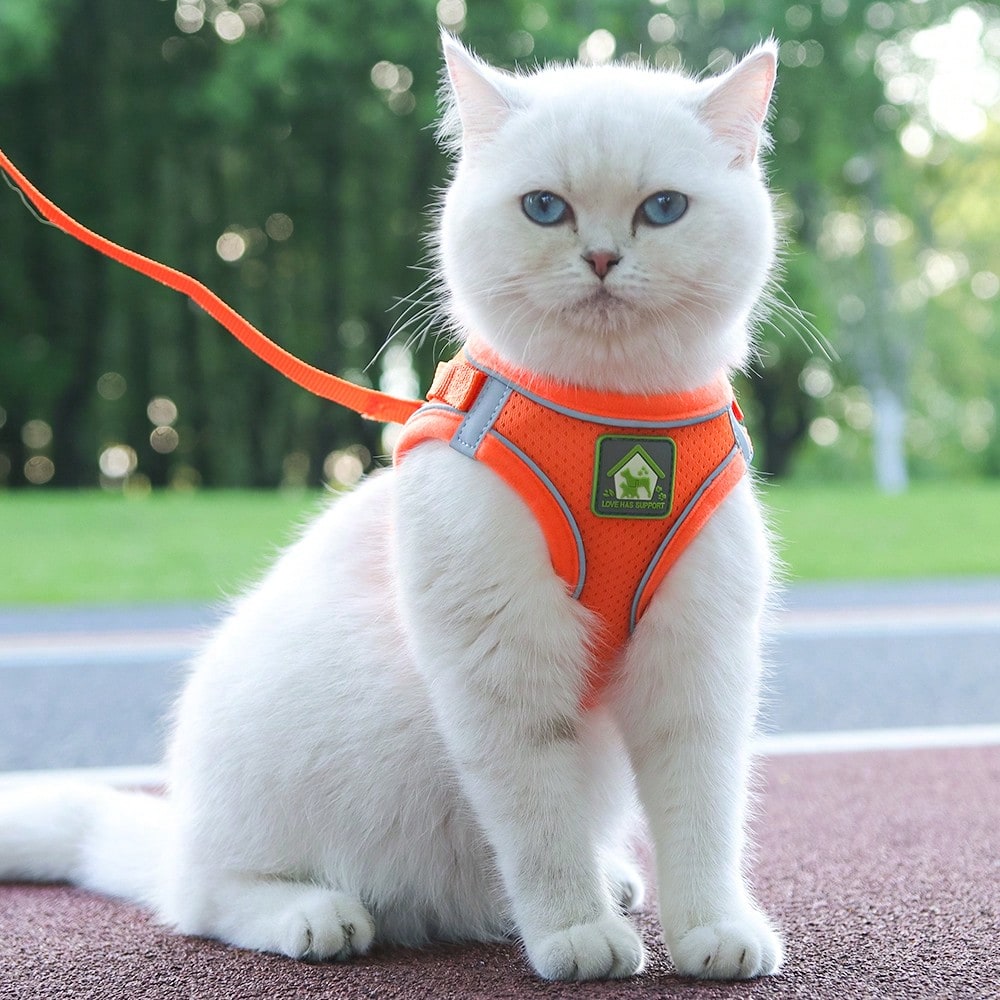 Adjustable vest-style pet harness and leash set for small and medium dogs and cats, made with breathable mesh and reflective stripes for no-pull walking.