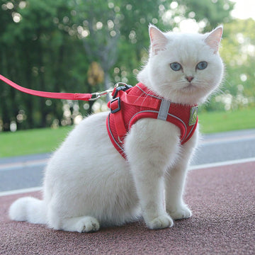 Adjustable vest-style pet harness and leash set for small and medium dogs and cats, made with breathable mesh and reflective stripes for no-pull walking.