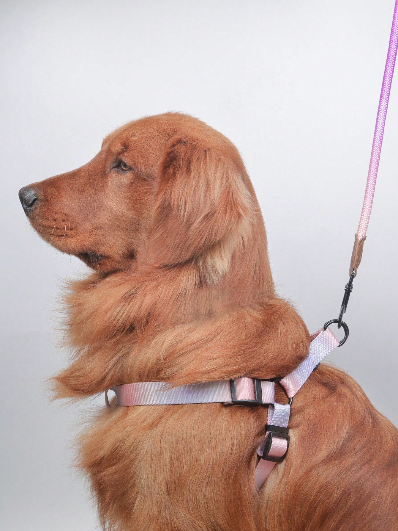 Supet multicolor colorblock pet vest harness with leash, adjustable chest and back walking set for cats and small to medium dogs