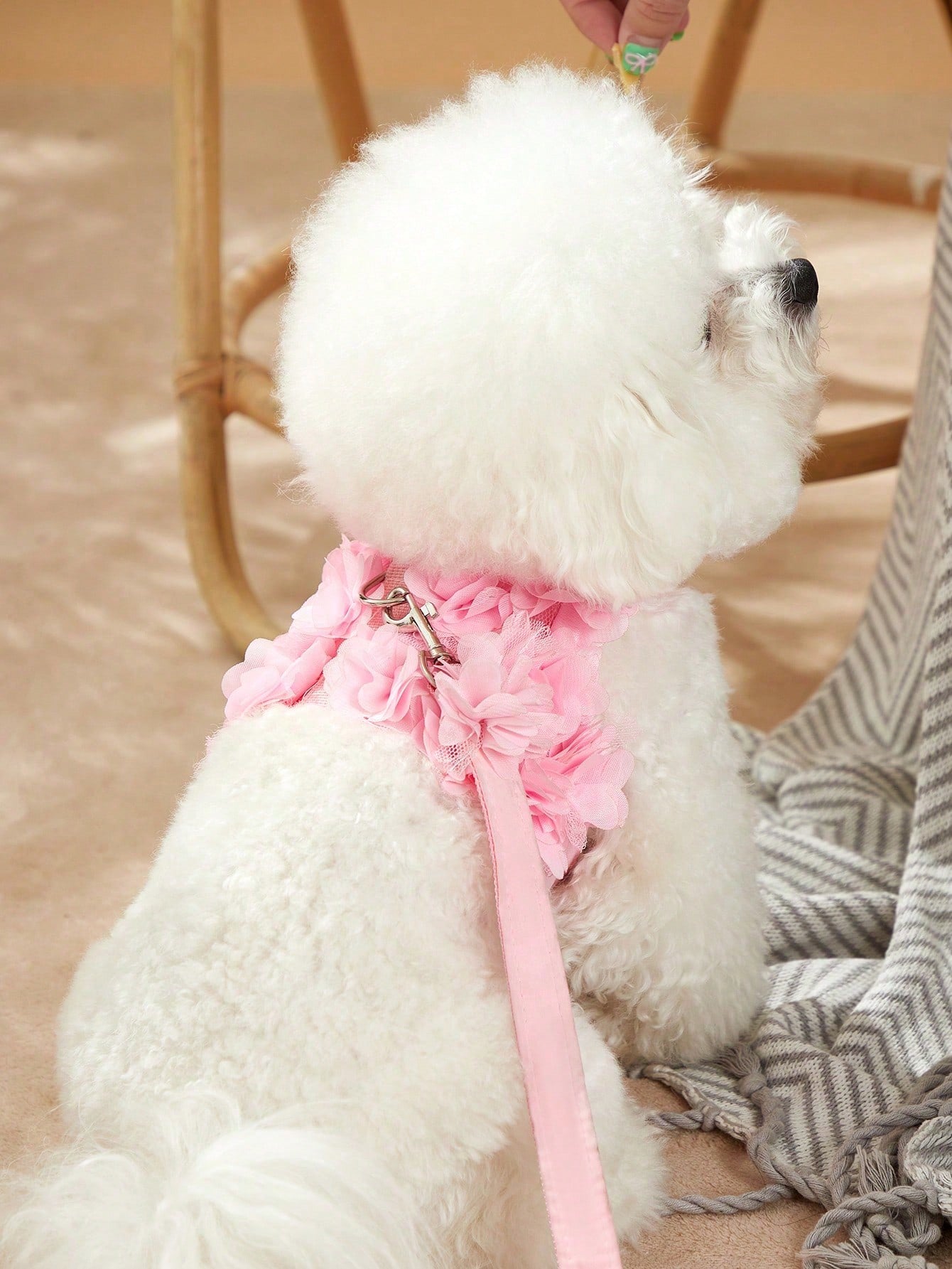 Multicolor floral patterned polyester chest harness and leash set for cats and dogs