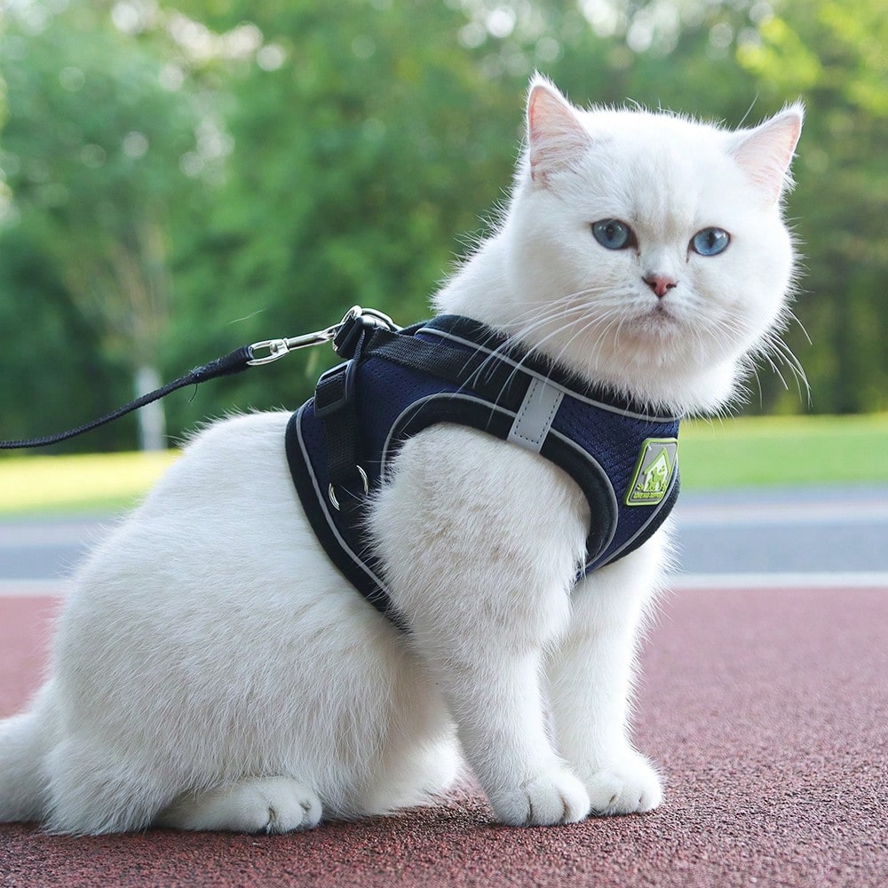 Adjustable vest-style pet harness and leash set for small and medium dogs and cats, made with breathable mesh and reflective stripes for no-pull walking.