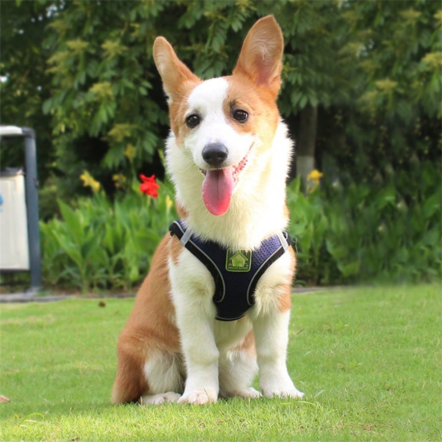 Adjustable vest-style pet harness and leash set for small and medium dogs and cats, made with breathable mesh and reflective stripes for no-pull walking.