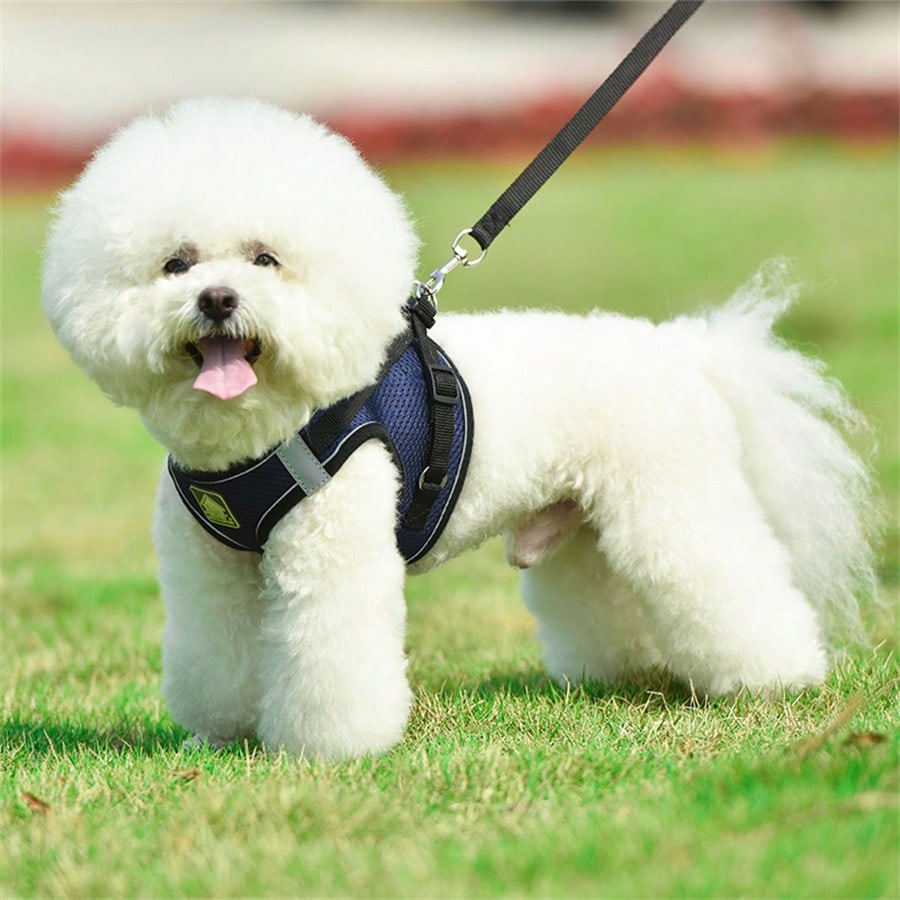 Adjustable vest-style pet harness and leash set for small and medium dogs and cats, made with breathable mesh and reflective stripes for no-pull walking.