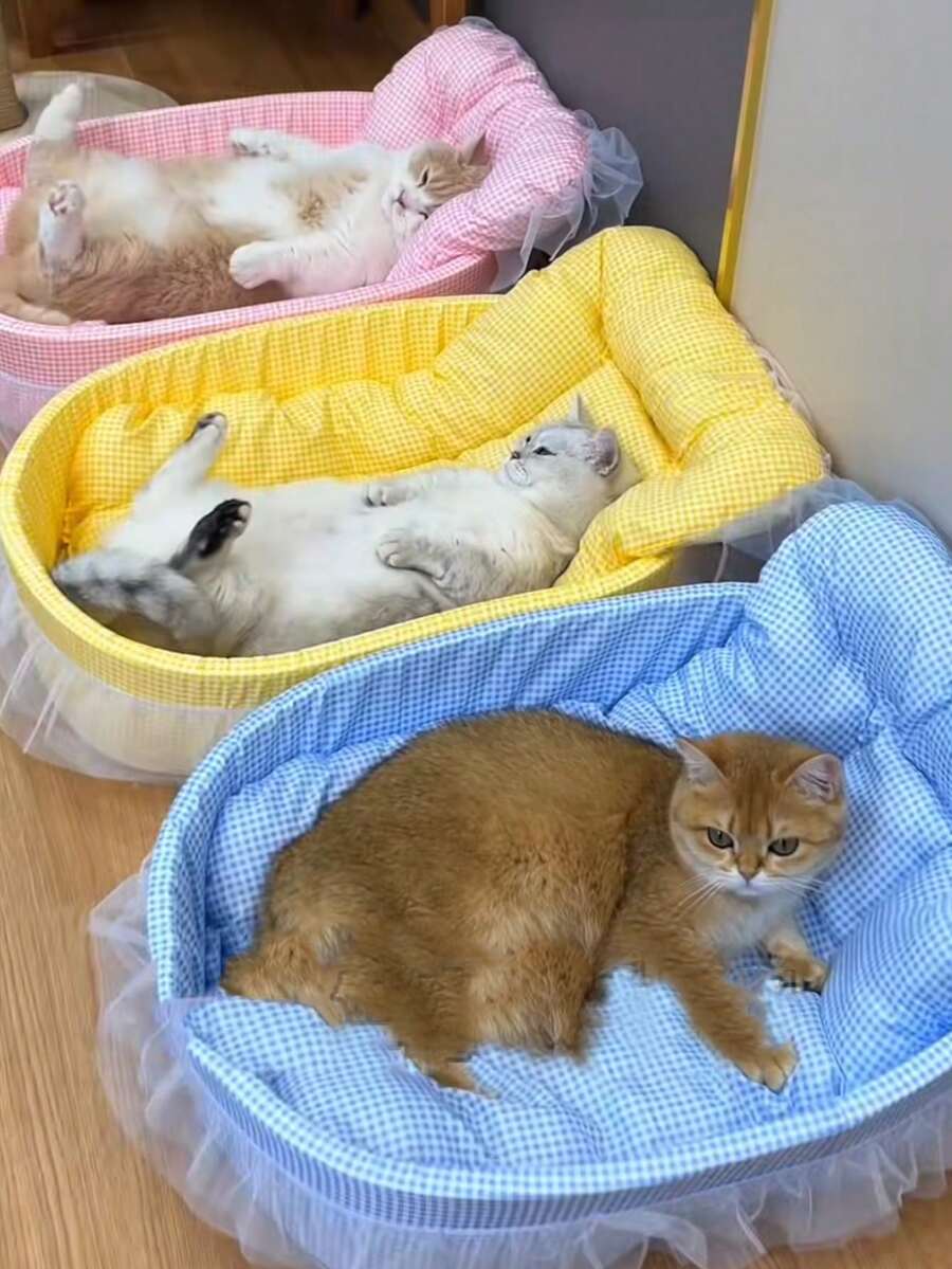 Multicolor four seasons pet bed with 100% polyester fabric and padding for cats and small dogs up to 6kg.