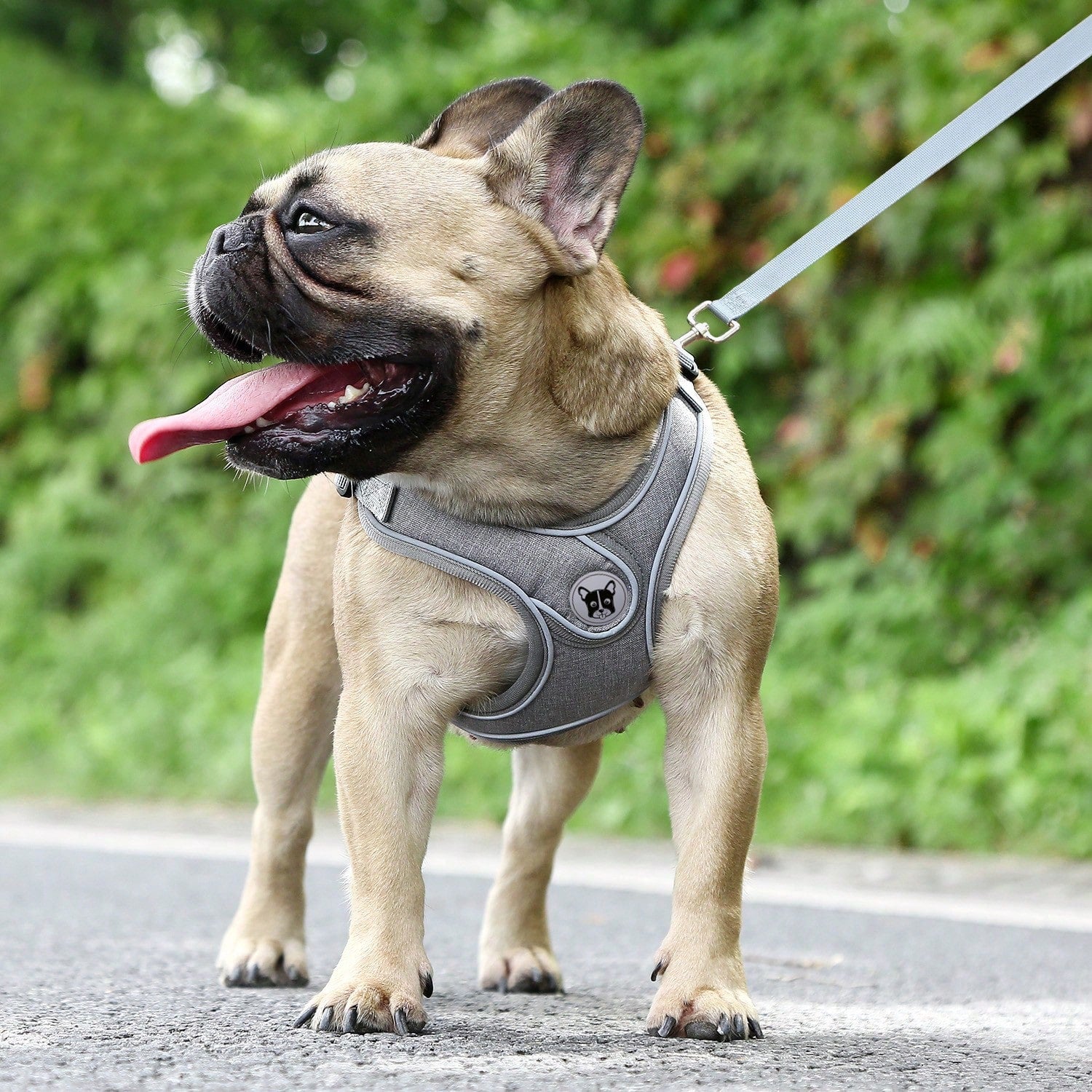 Adjustable padded dog harness set with leash in a reflective vest style for small and medium dogs, polyester colorblock design