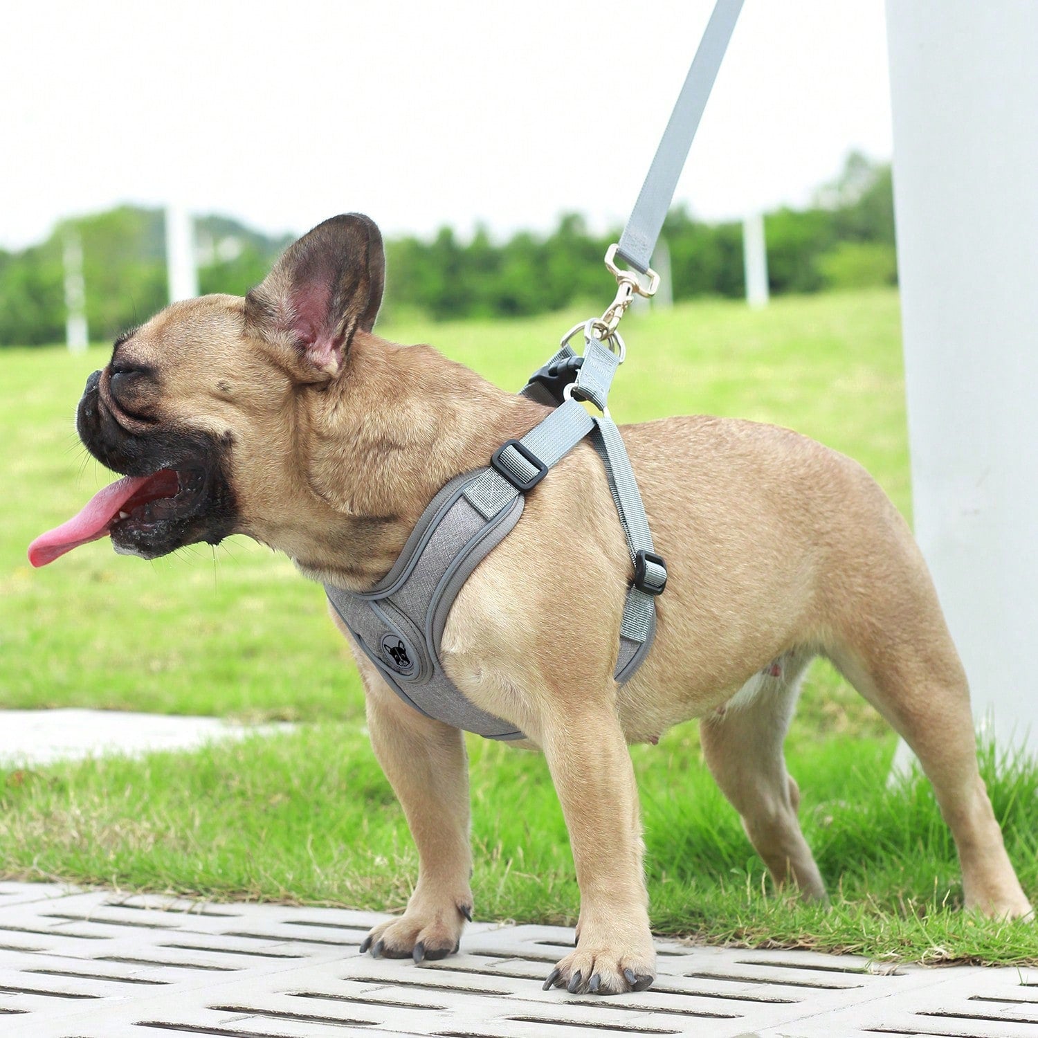 Adjustable padded dog harness set with leash in a reflective vest style for small and medium dogs, polyester colorblock design