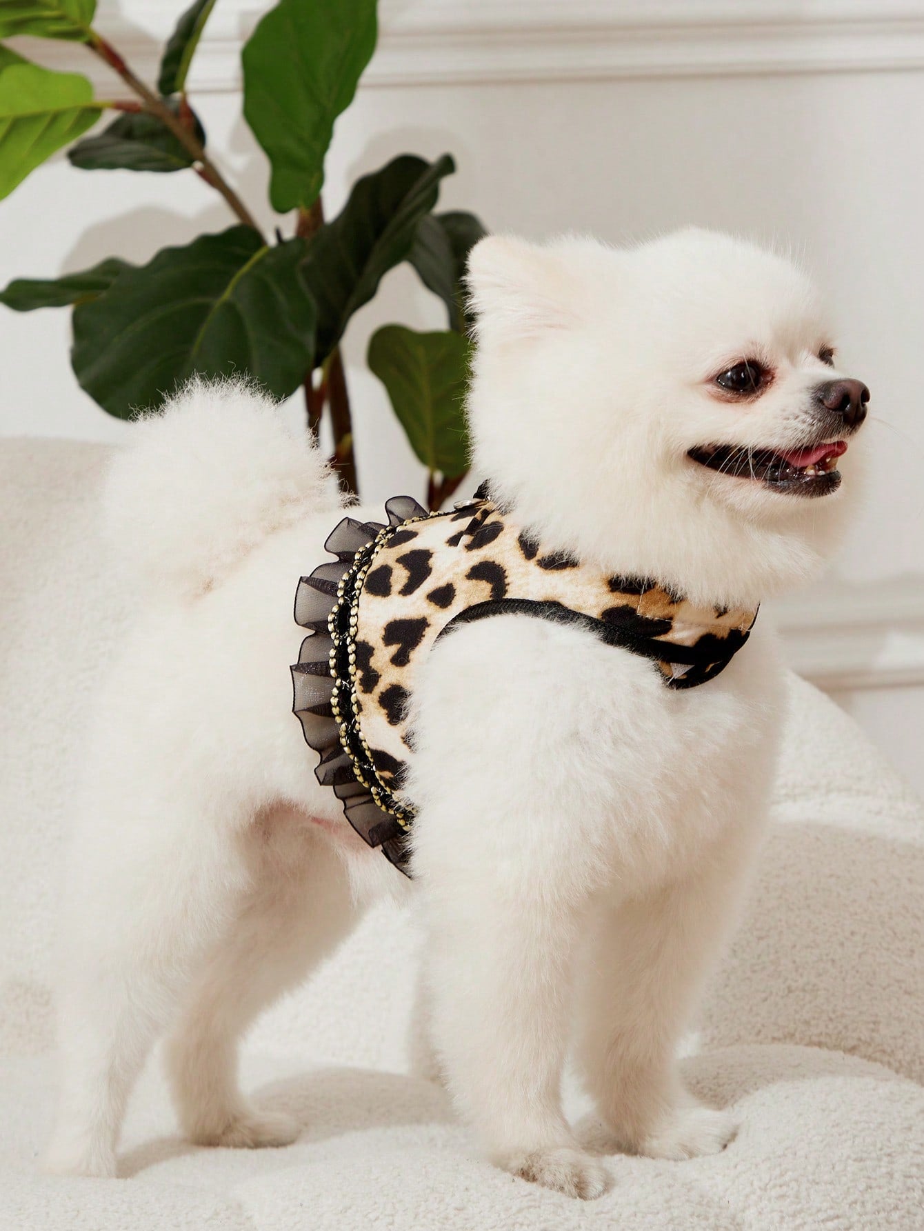 Multicolor leopard print lace edged bra cup style pet collar and leash set for cats and dogs in polyester