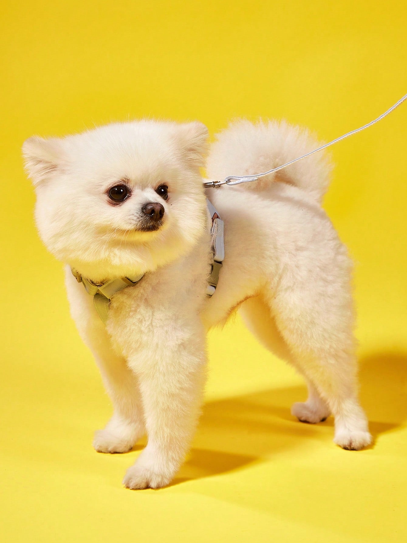 Multicolor polyester chest harness and leash set for cats and dogs with cute hamburger and hamster cartoon all-over print
