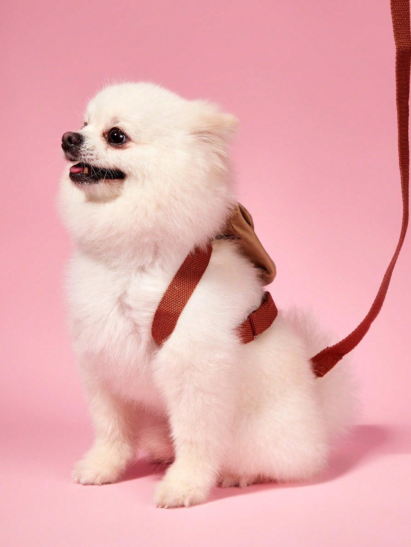 Multicolor cute pet clothes with detachable harness and leash set for cats, Teddy, Poodle, and other small pets, featuring animal and cartoon patterns.