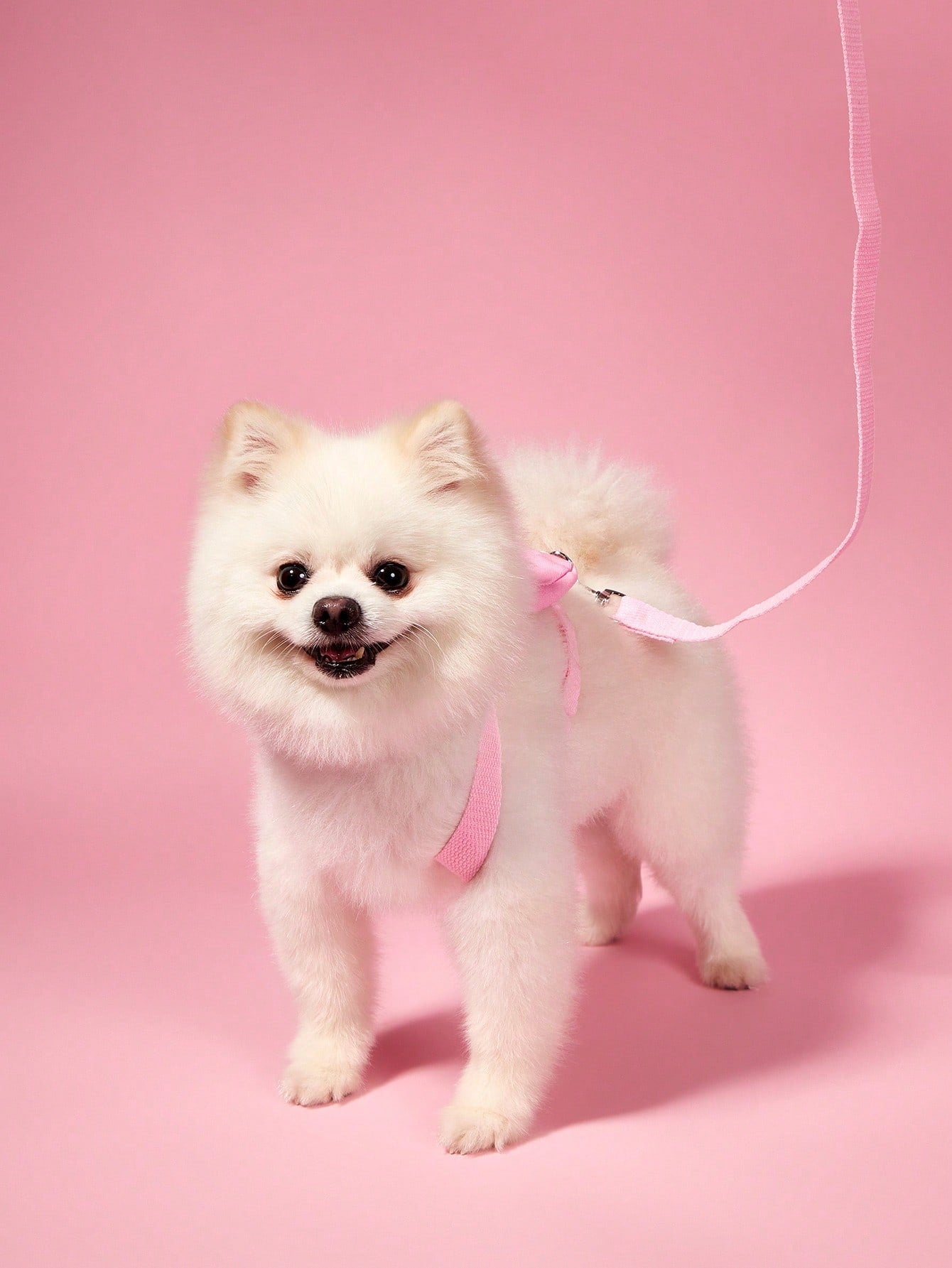 Multicolor cute pet clothes with detachable harness and leash set for cats, Teddy, Poodle, and other small pets, featuring animal and cartoon patterns.