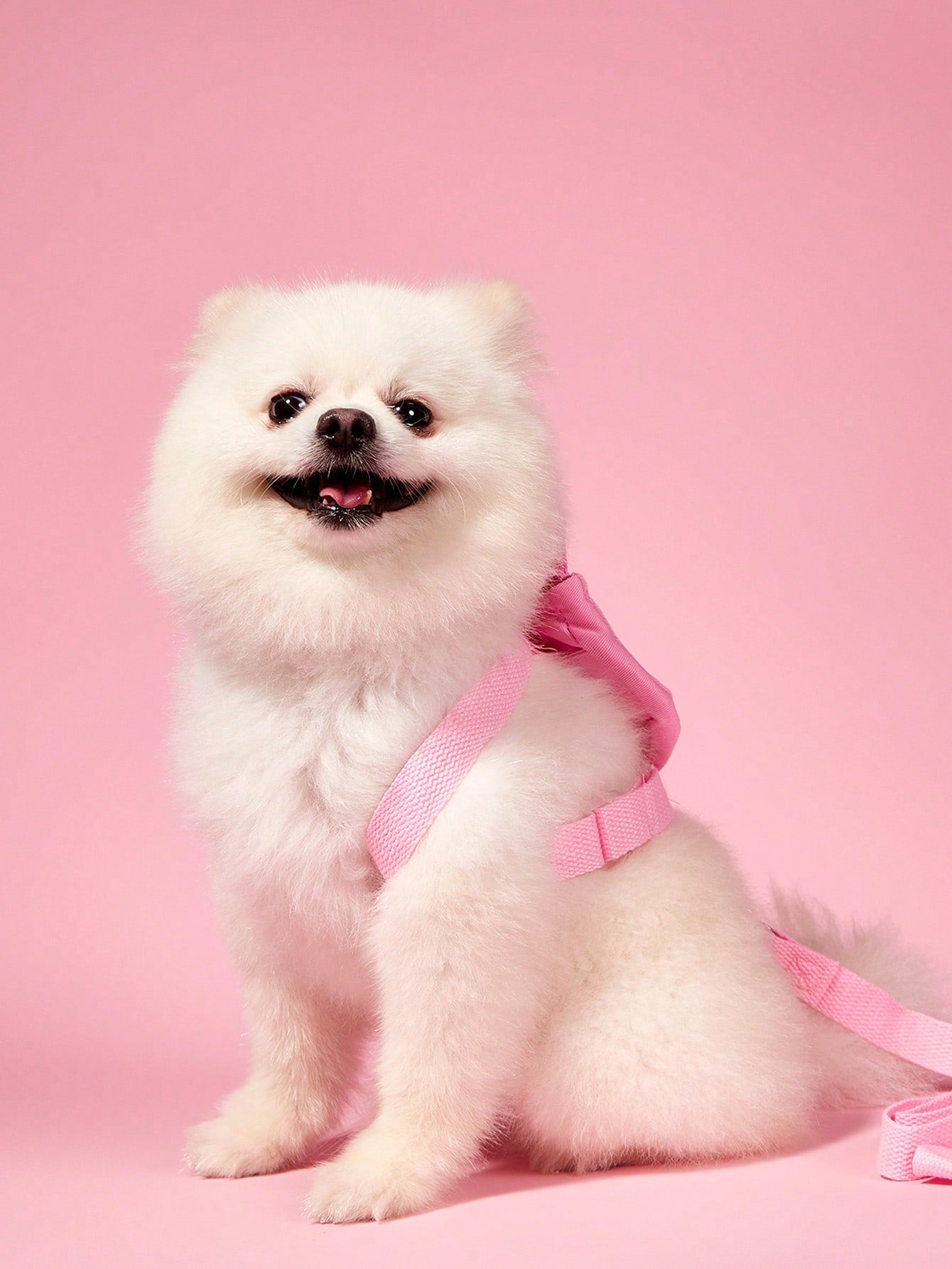 Multicolor cute pet clothes with detachable harness and leash set for cats, Teddy, Poodle, and other small pets, featuring animal and cartoon patterns.