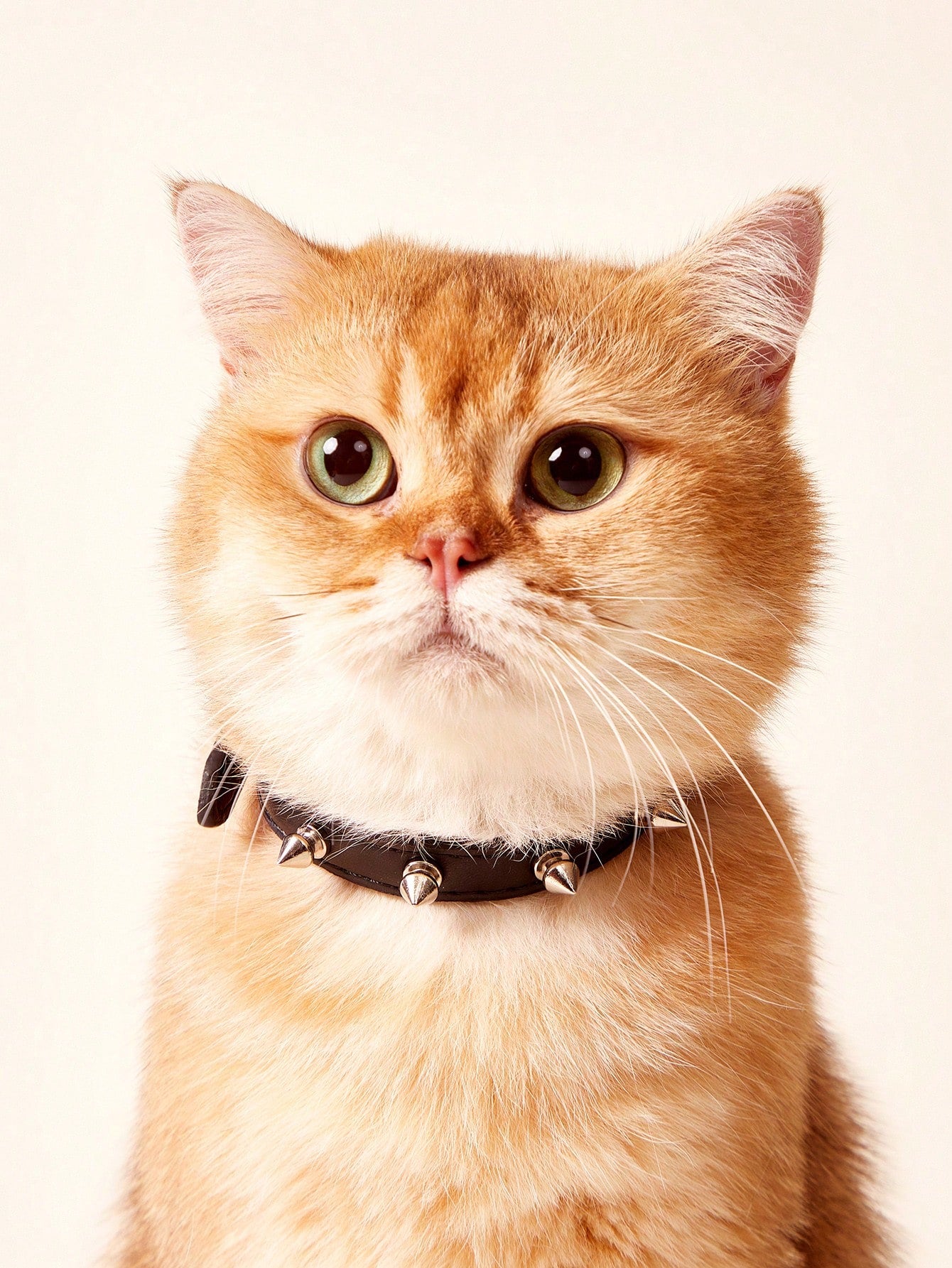 Black polyurethane pet collar with rivet decor and animal pattern styling for cats and dogs
