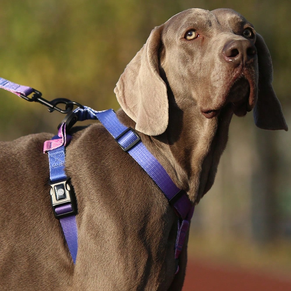 1Pc Gradient Dog Harness Small Medium Large Dog Summer Cute Pink Green Purple Blue Comfortable Adjustable Pet Harness For Small & Medium Dogs Outdoor Walking & Training