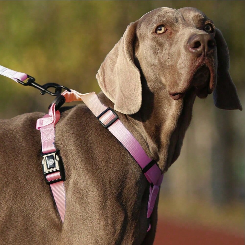 1Pc Gradient Dog Harness Small Medium Large Dog Summer Cute Pink Green Purple Blue Comfortable Adjustable Pet Harness For Small & Medium Dogs Outdoor Walking & Training