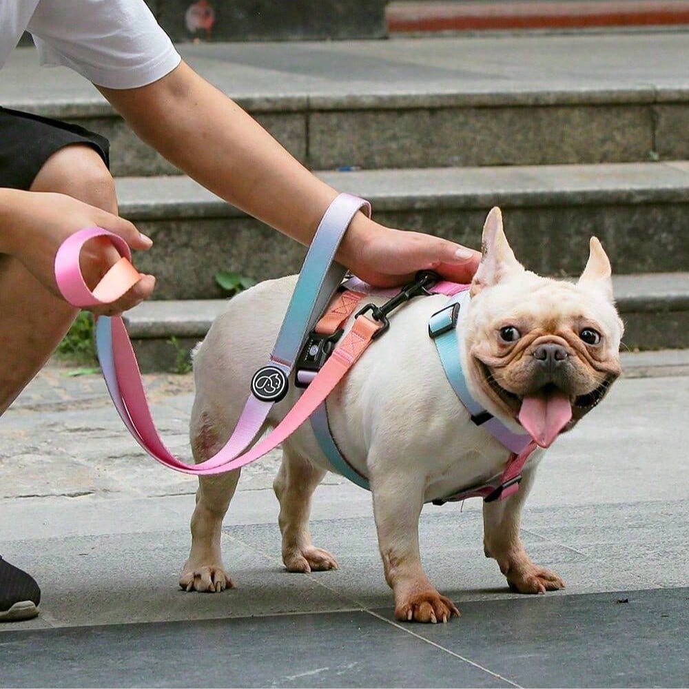 1Pc Gradient Dog Harness Small Medium Large Dog Summer Cute Pink Green Purple Blue Comfortable Adjustable Pet Harness For Small & Medium Dogs Outdoor Walking & Training
