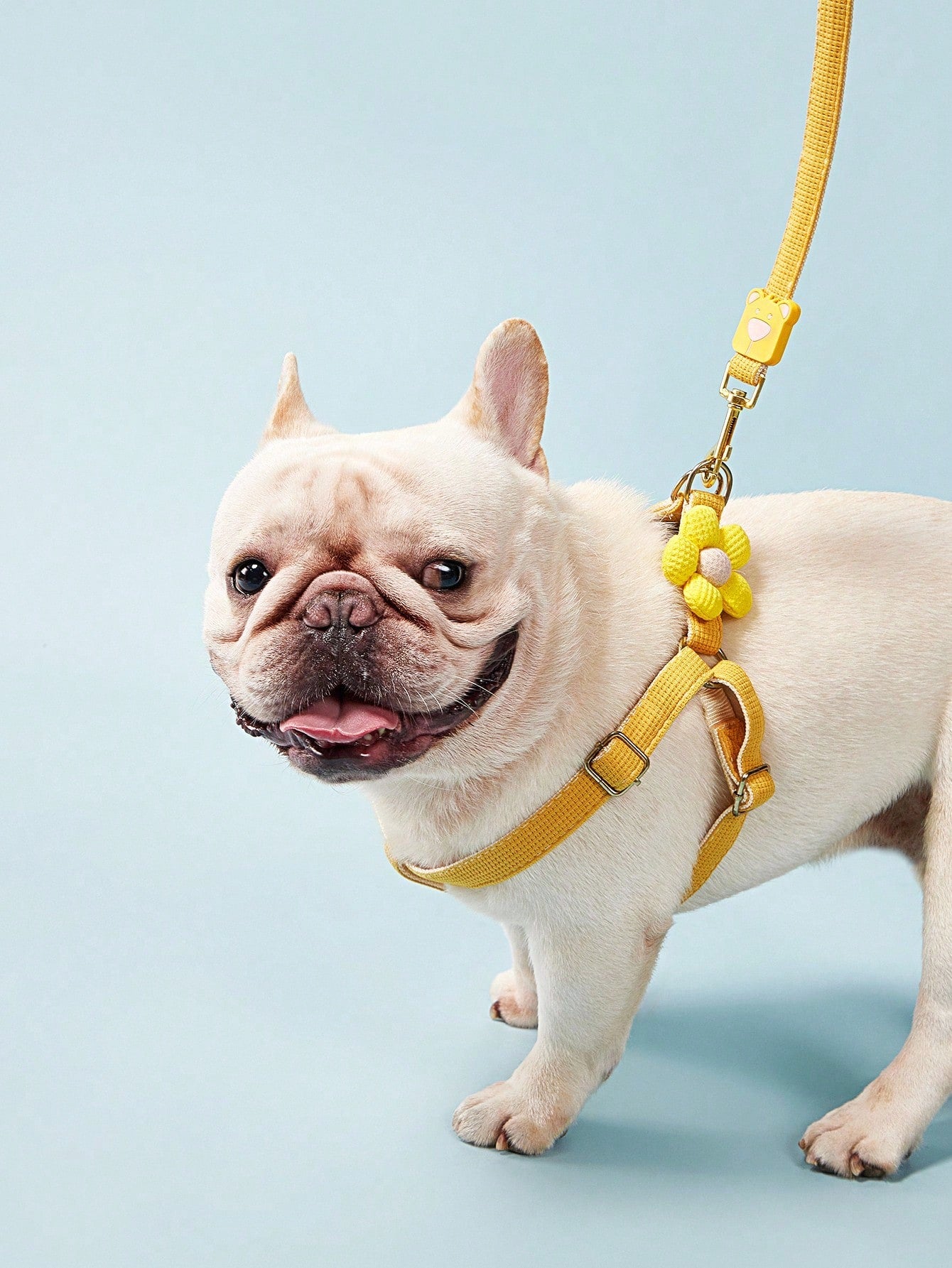 Multicolor plain dog chest and back harness leash made from polyamide for small and medium dogs, suitable for Teddy, Poodle, and daily walking.