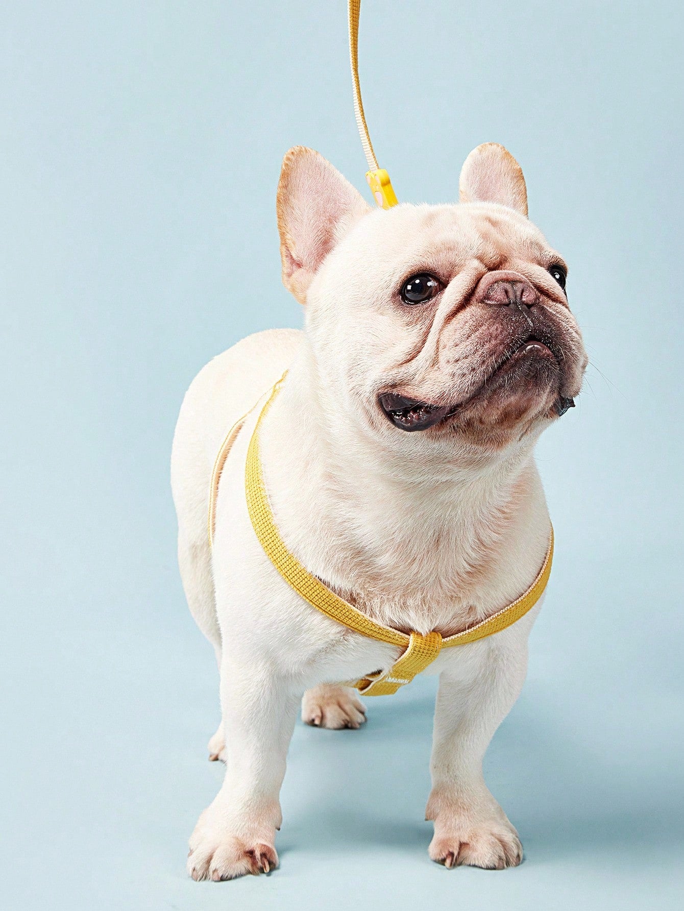 Multicolor plain dog chest and back harness leash made from polyamide for small and medium dogs, suitable for Teddy, Poodle, and daily walking.