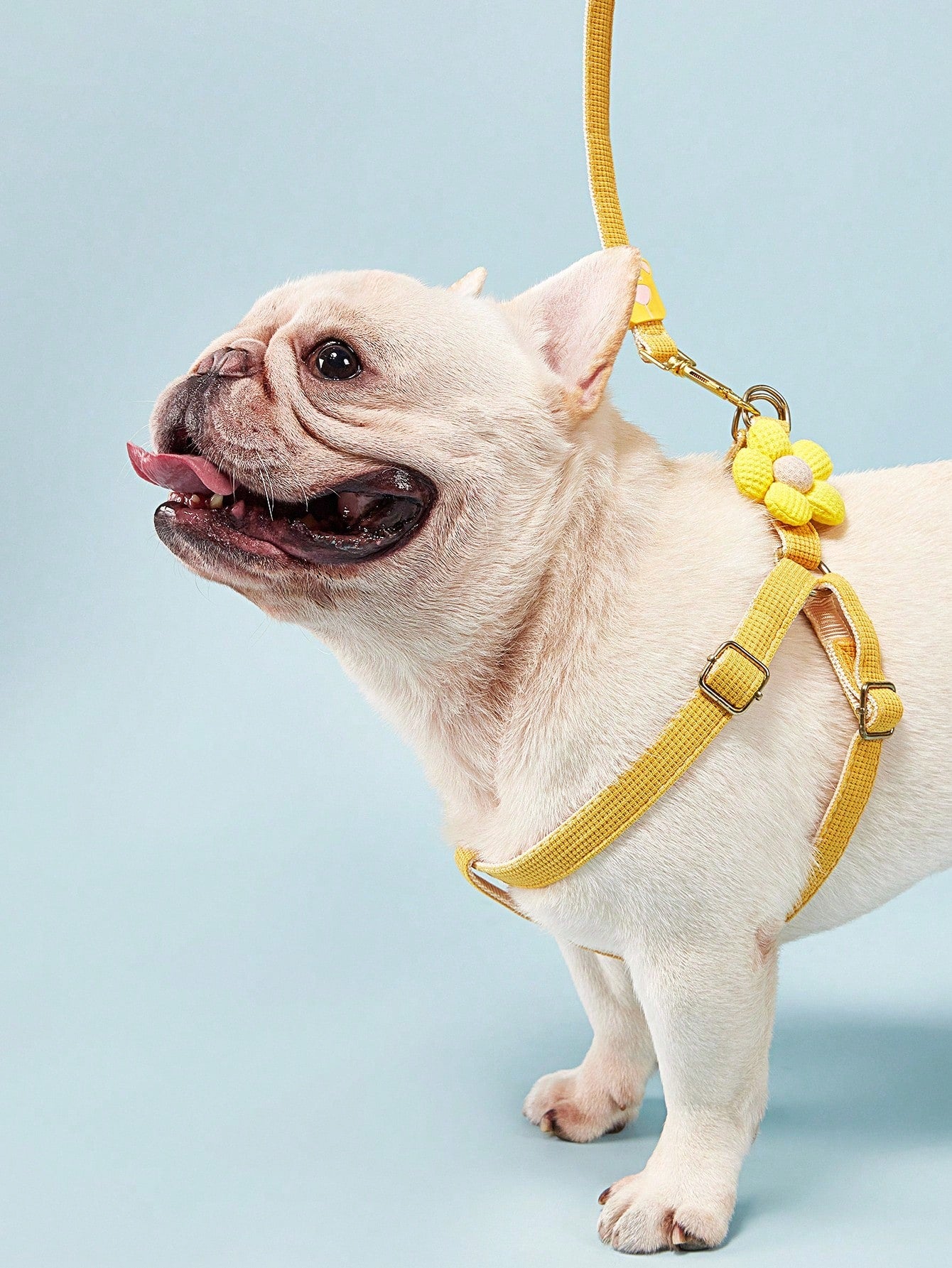 Multicolor plain dog chest and back harness leash made from polyamide for small and medium dogs, suitable for Teddy, Poodle, and daily walking.