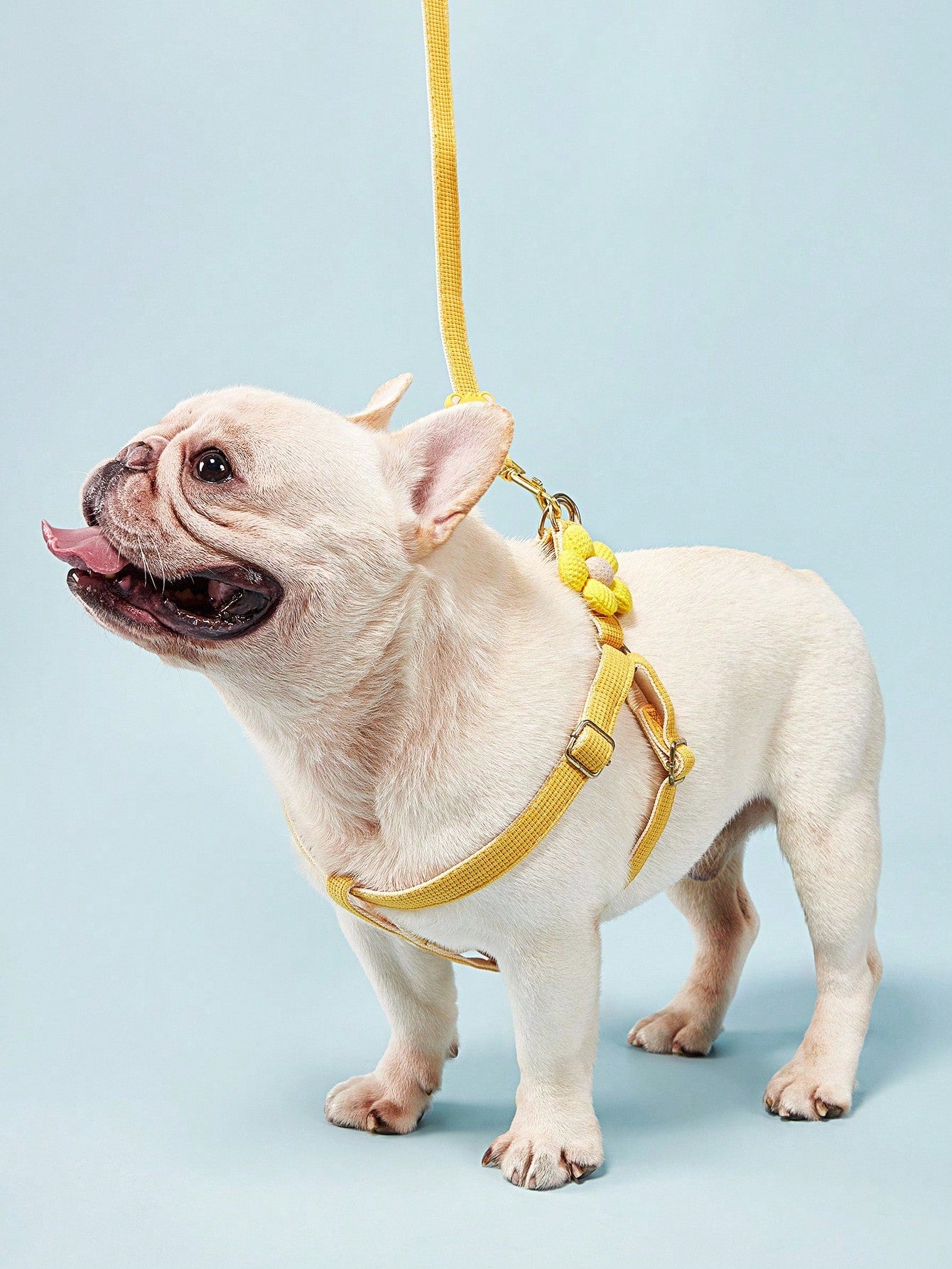 Multicolor plain dog chest and back harness leash made from polyamide for small and medium dogs, suitable for Teddy, Poodle, and daily walking.