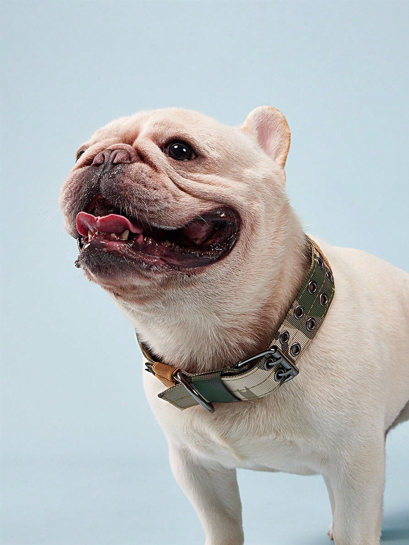 Adjustable multicolor nylon dog collar with tactical training design and patch panel for medium and large dogs