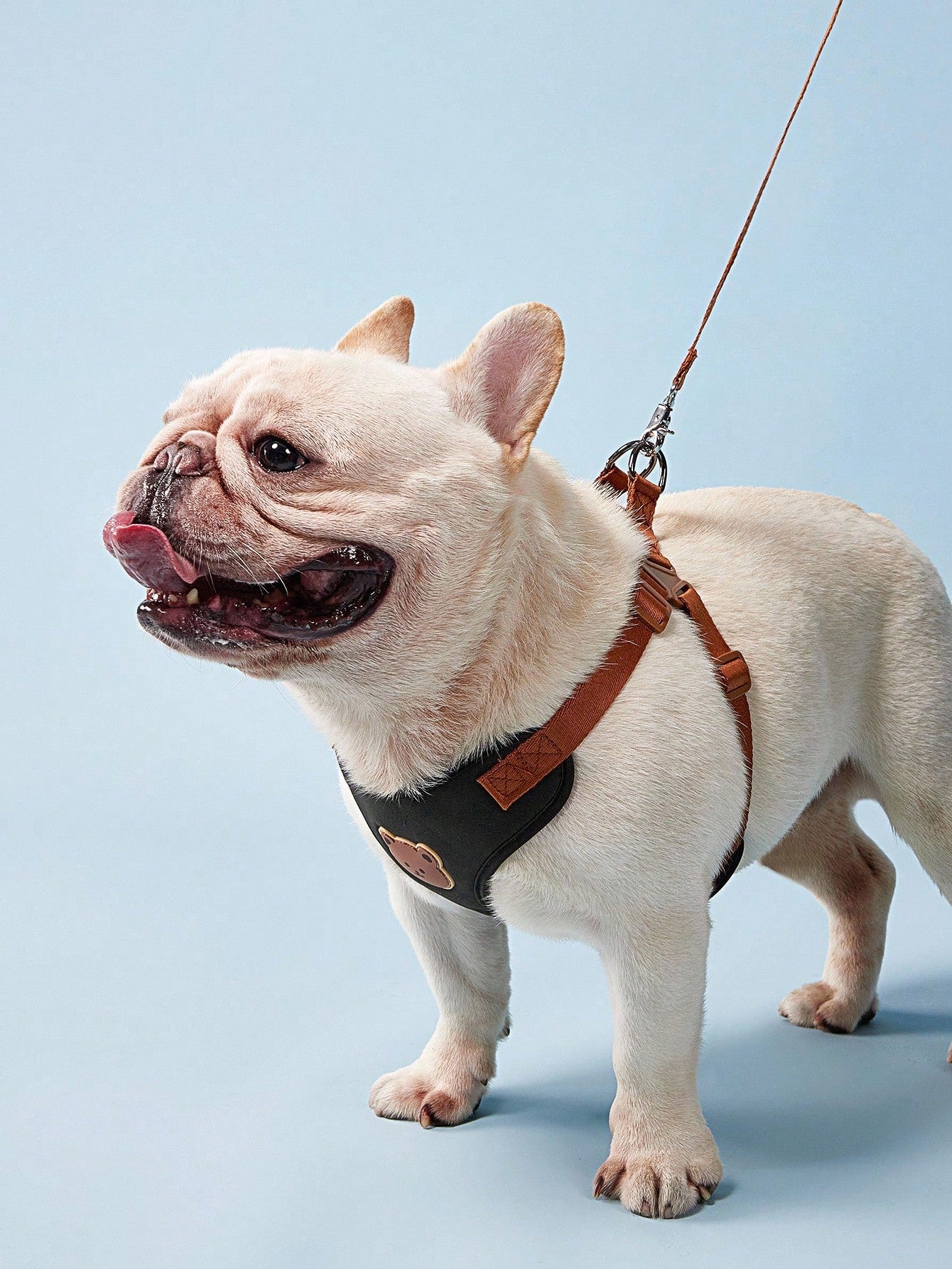 Black polyester dog harness and leash set with cute bear animal cartoon design for small breed dogs such as poodles, suitable for outdoor walks.