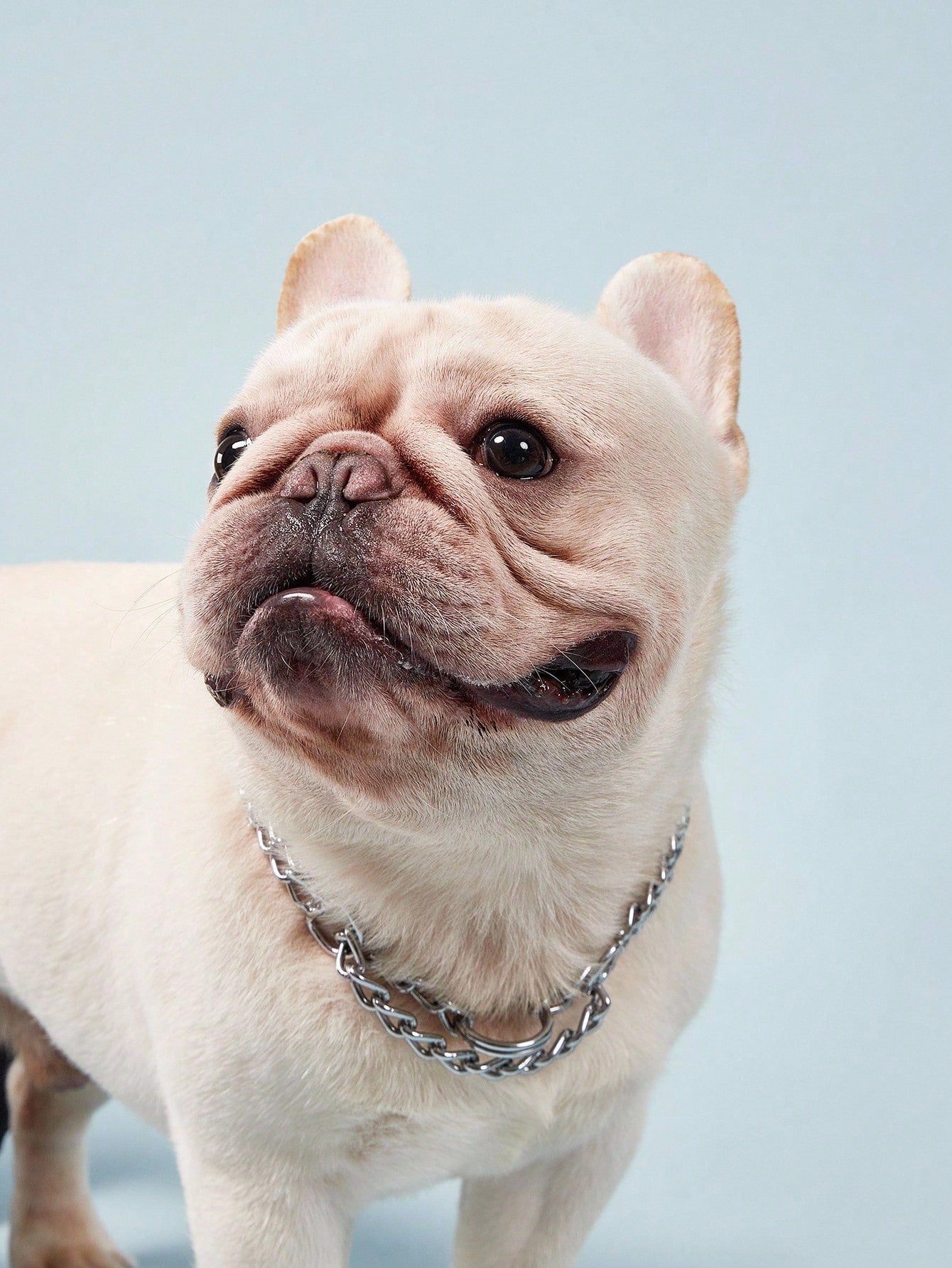 Silver stainless steel double chain choker collar for large dog breeds including Doberman, Cane Corso, and Rottweiler