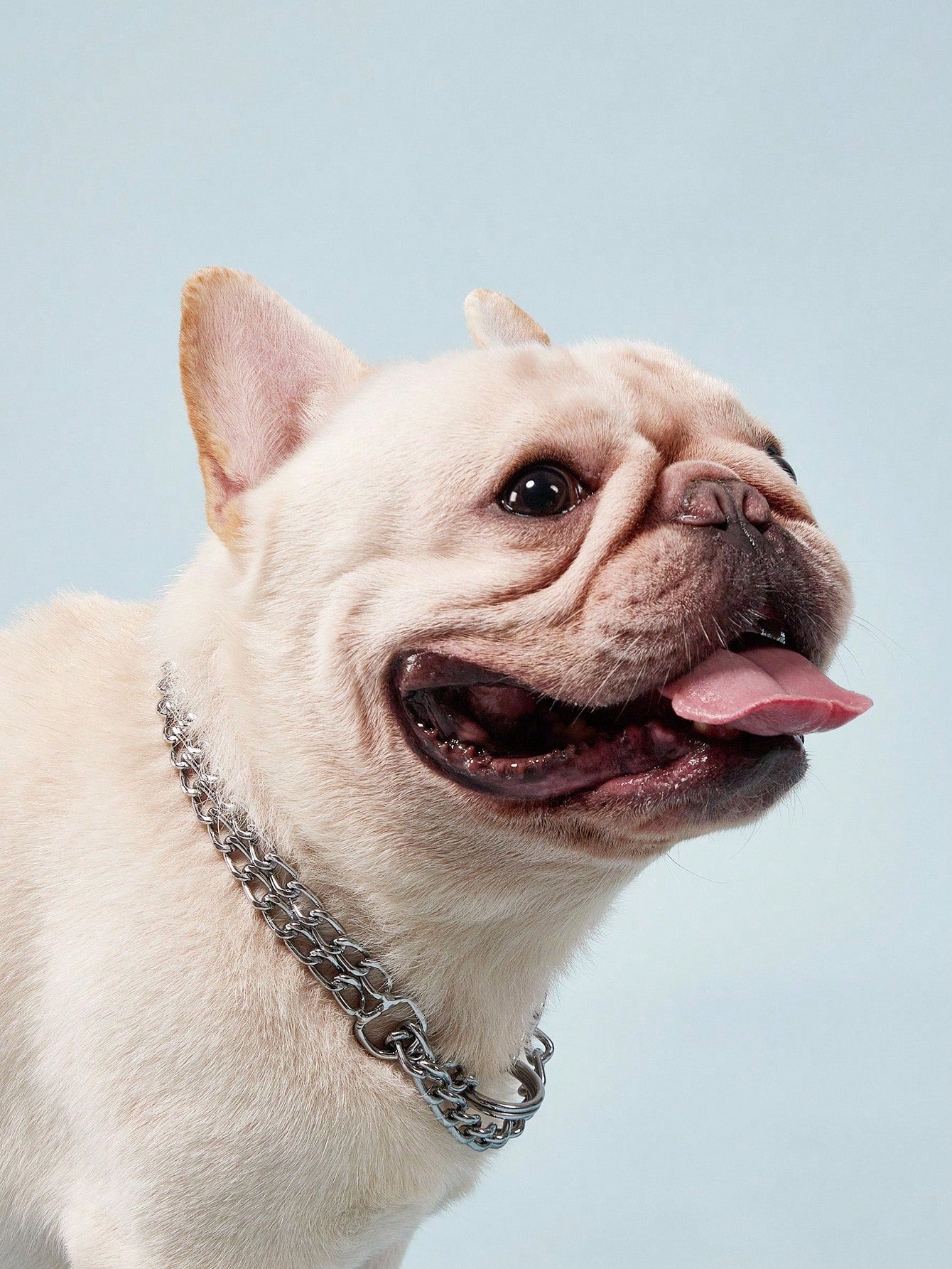 Silver stainless steel double chain choker collar for large dog breeds including Doberman, Cane Corso, and Rottweiler