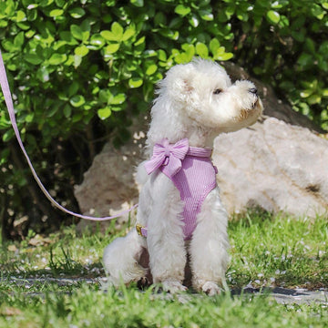 1set Faux Suede Bow Dog Collar With Chest Harness And Leash