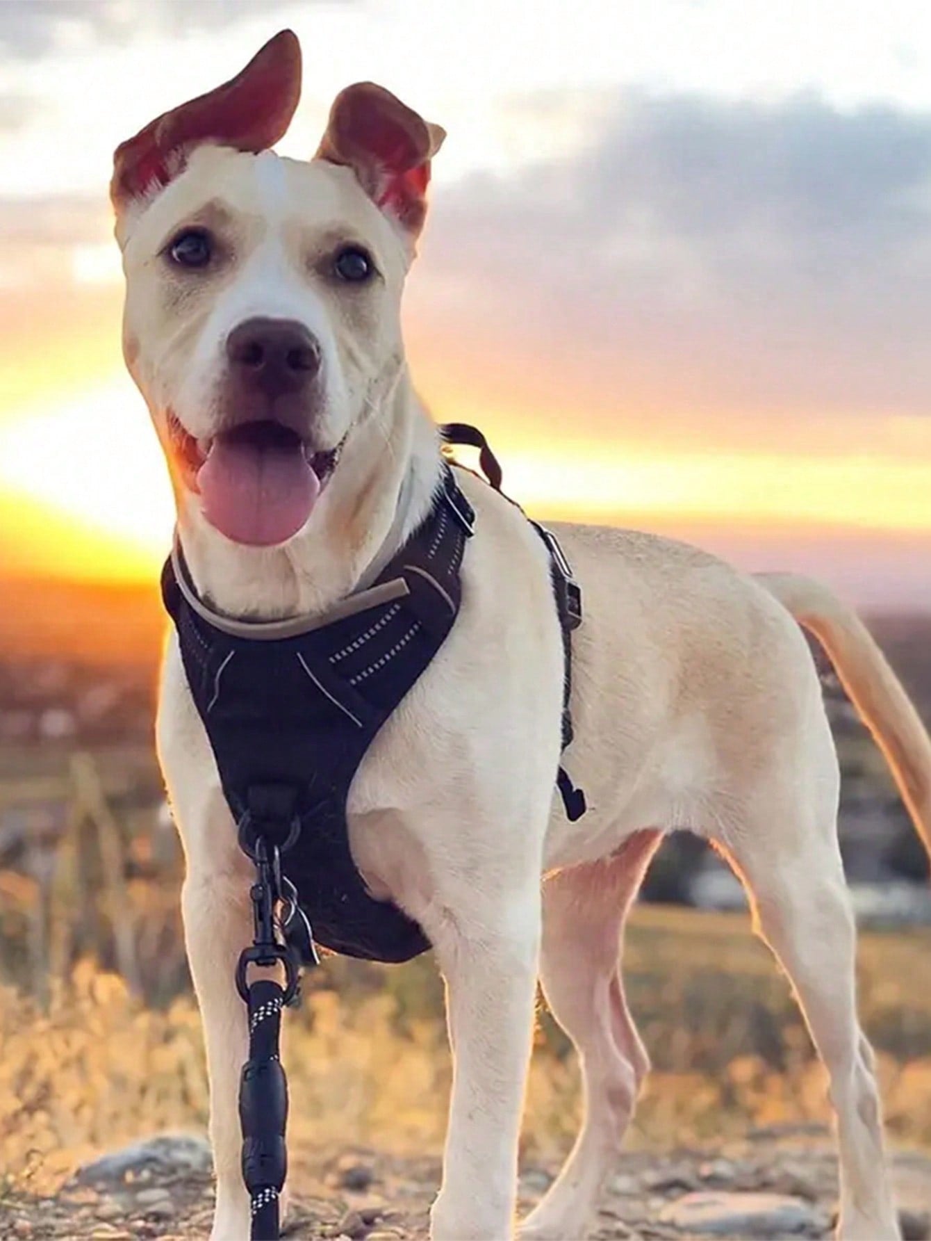 Multicolor reflective dog harness leash collar set with padded adjustable polyester vest and front and back control handles for outdoor walks