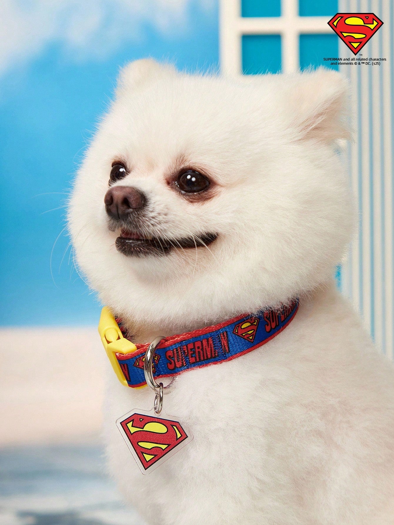 Multicolor printed polyamide webbing dog collar with letter pattern and buckle closure for everyday dog wear