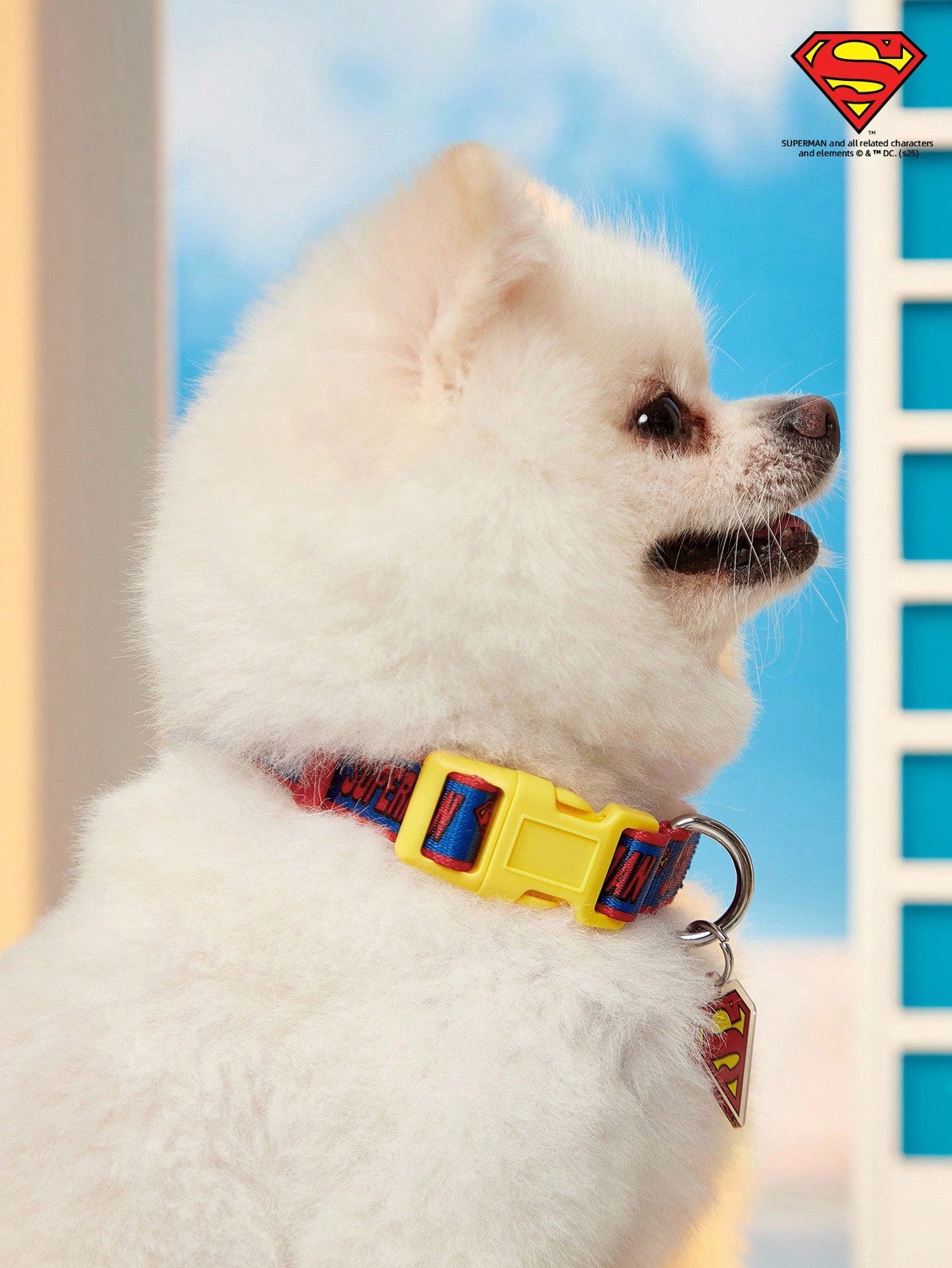 Multicolor printed polyamide webbing dog collar with letter pattern and buckle closure for everyday dog wear