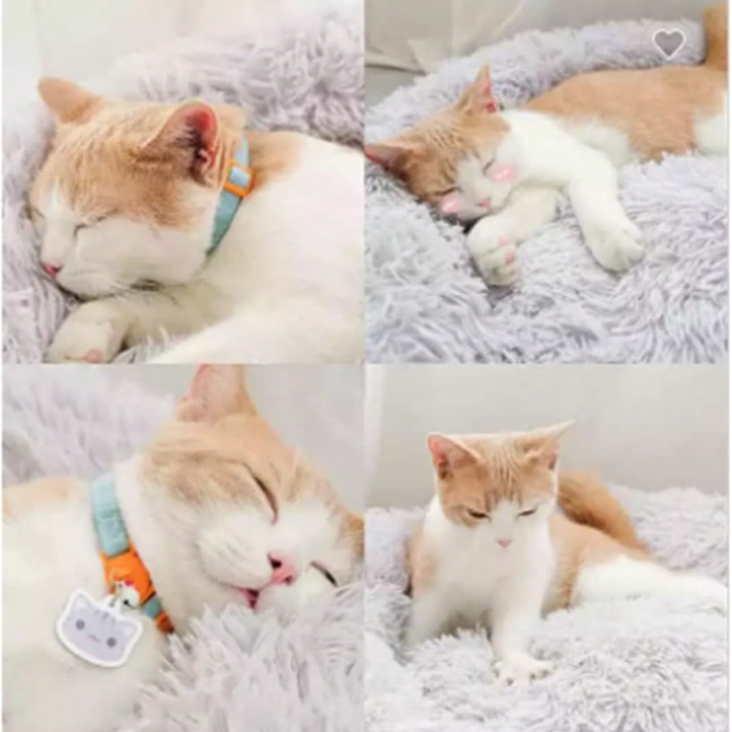 1pc Soft Plush Round Pet Bed For Cats Or Small Dogs, Mini/Medium Size Dog And Cat Bed, Warm And Breathable For All Seasons, Easy To Clean, Dog Nest Cat Nest Pet Bed Pet Supplies, Size: 19.69x19.69x6.3in