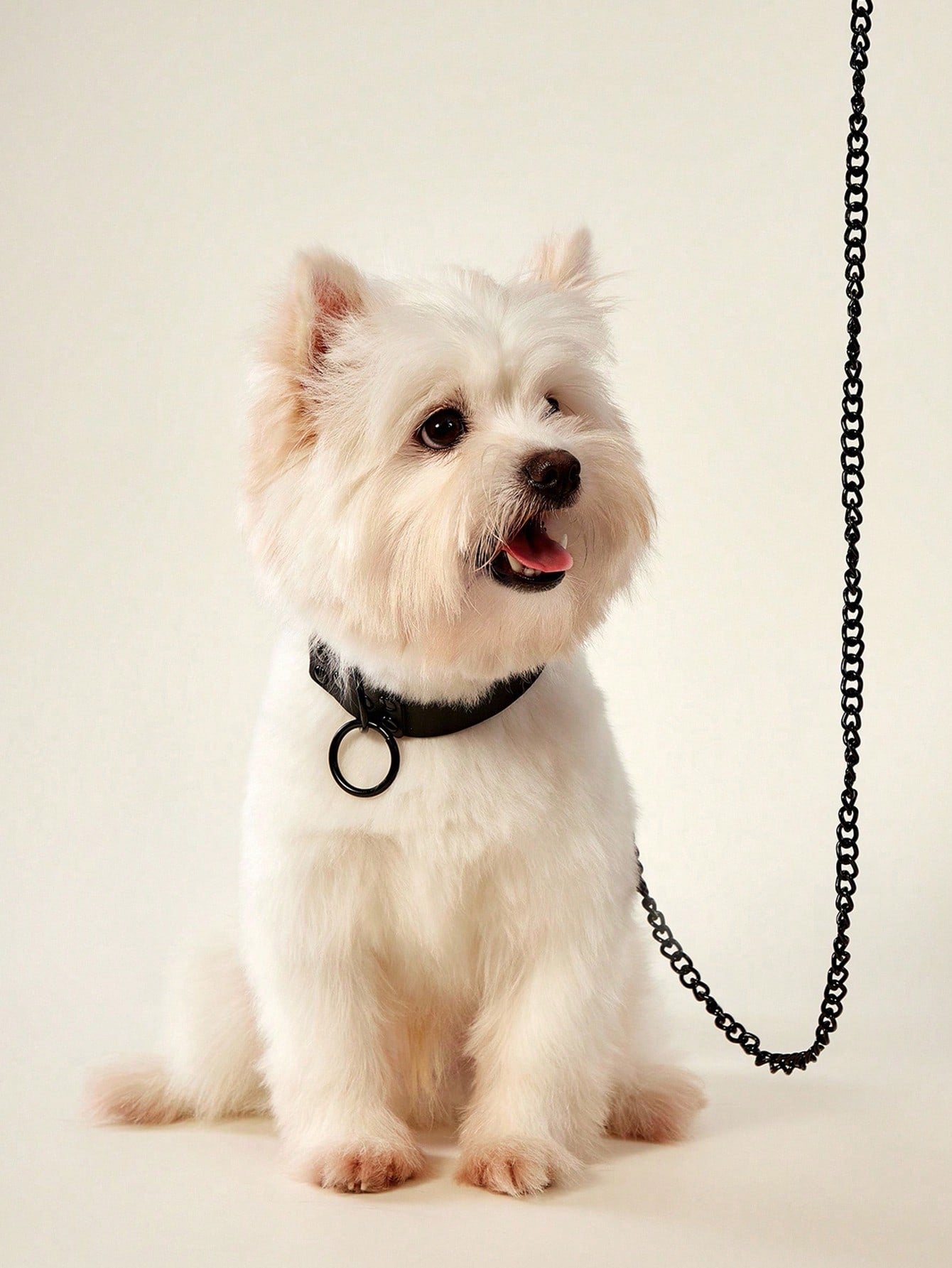 Black adjustable pet collar and leash set with Halloween and letter pattern for cats or dogs