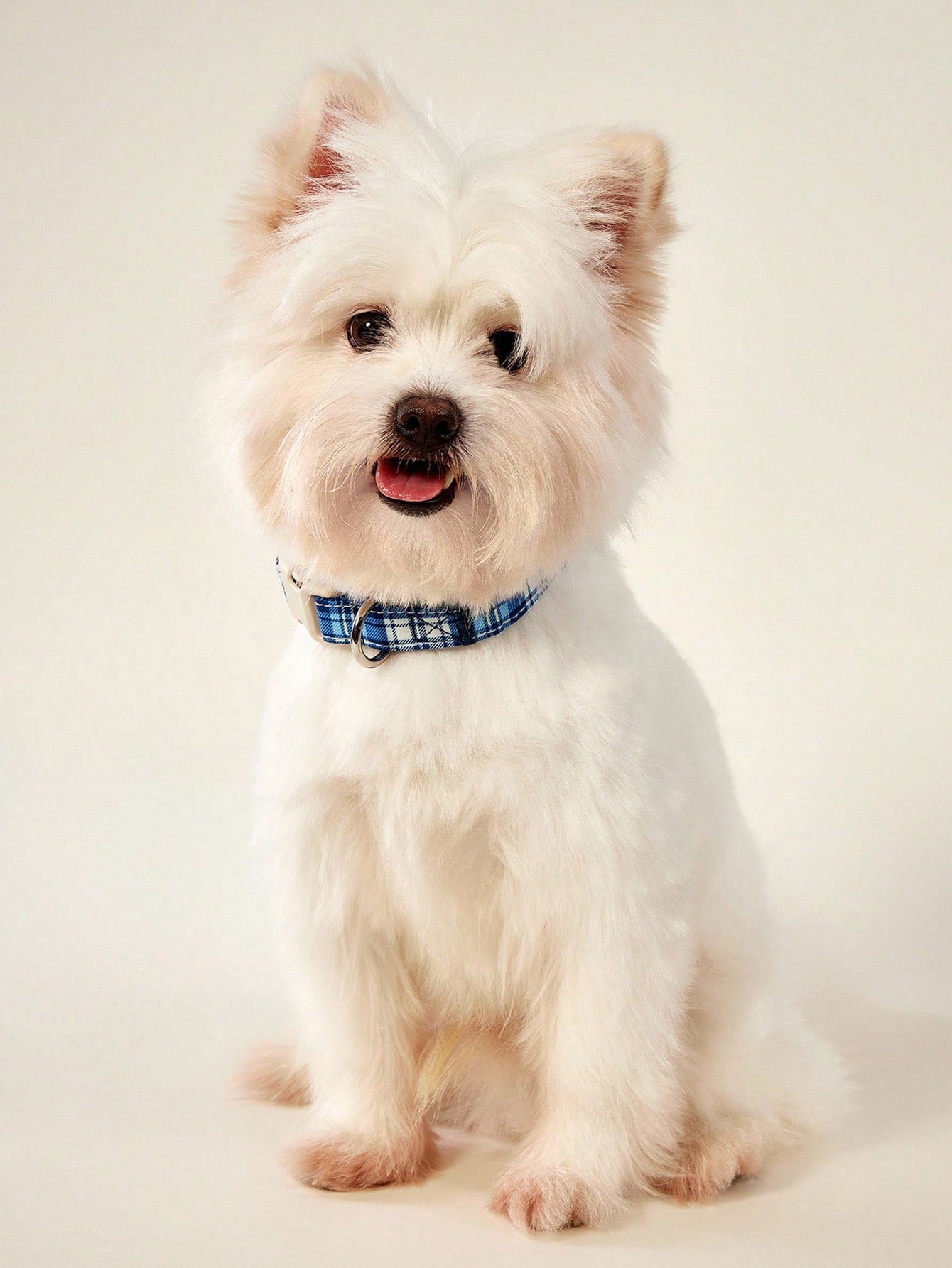 Royal blue plaid polyester dog collar with plastic buckle for small and medium dogs