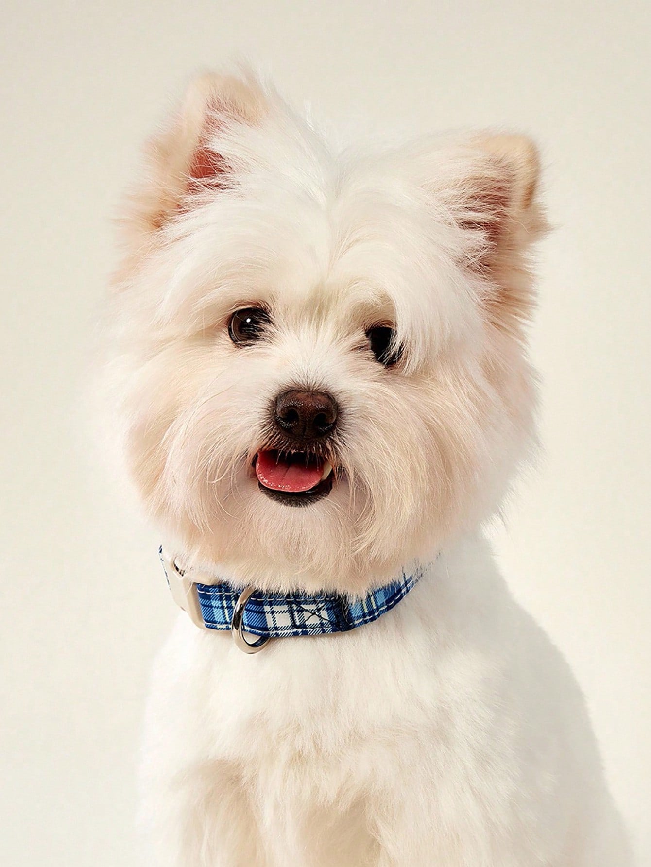 Royal blue plaid polyester dog collar with plastic buckle for small and medium dogs