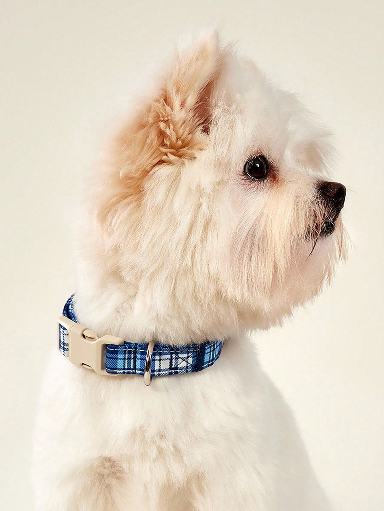 Royal blue plaid polyester dog collar with plastic buckle for small and medium dogs