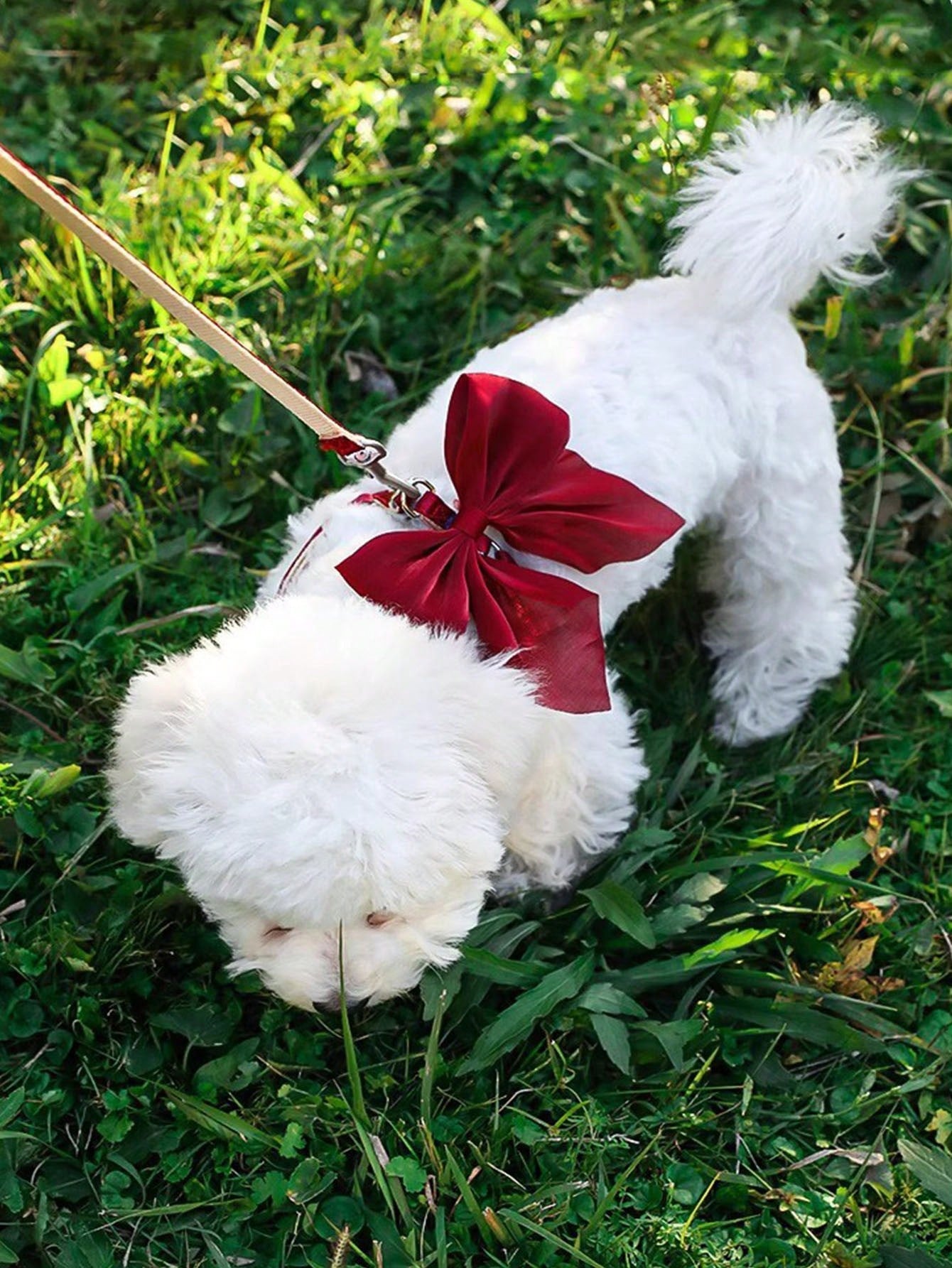 Multicolor polyester cat harness and leash set with bow-knot chest strap, escape-proof design, and soft comfortable fit for small and medium cats outdoors